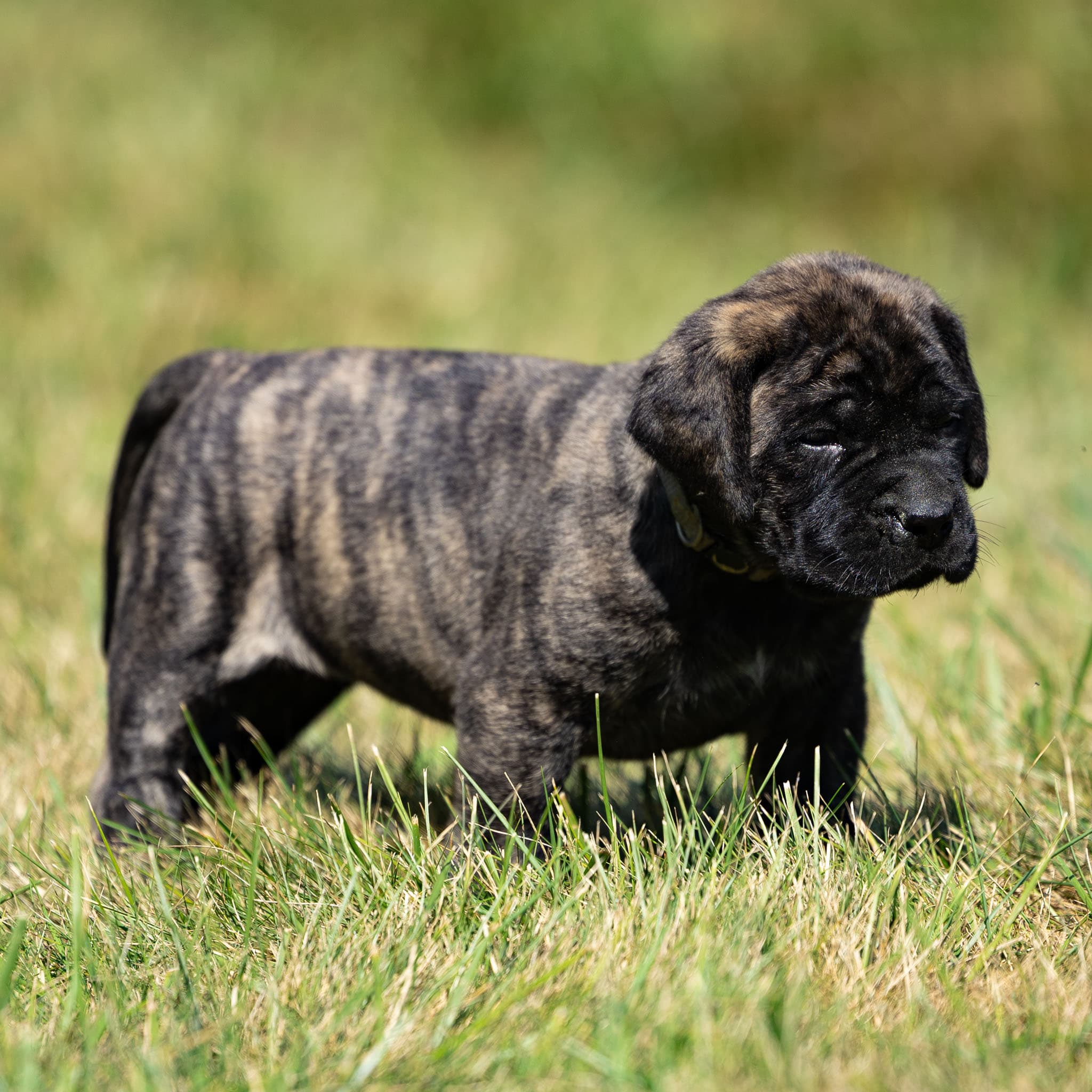 Lola - Image 2 of 10