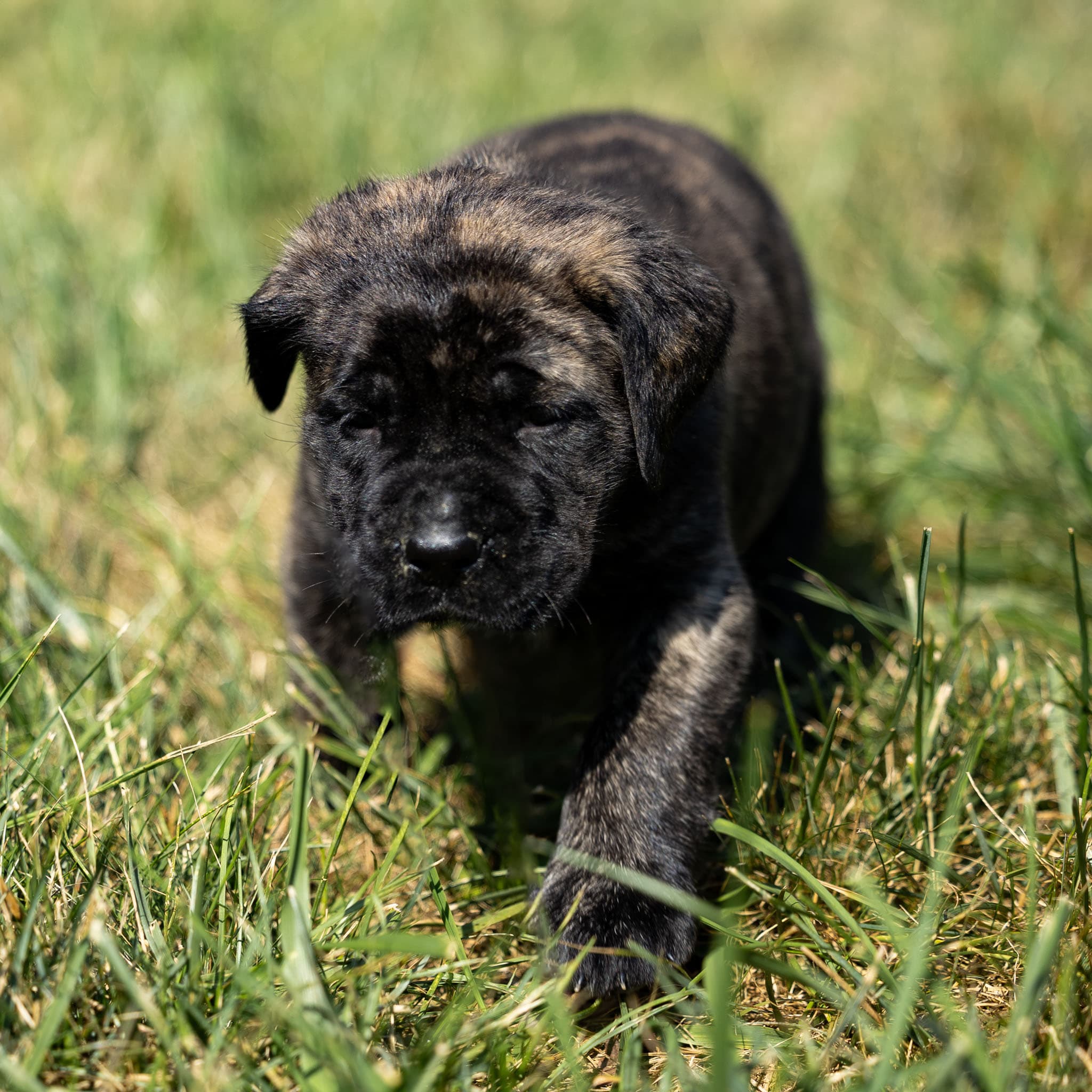 Daisy - Image 3 of 3