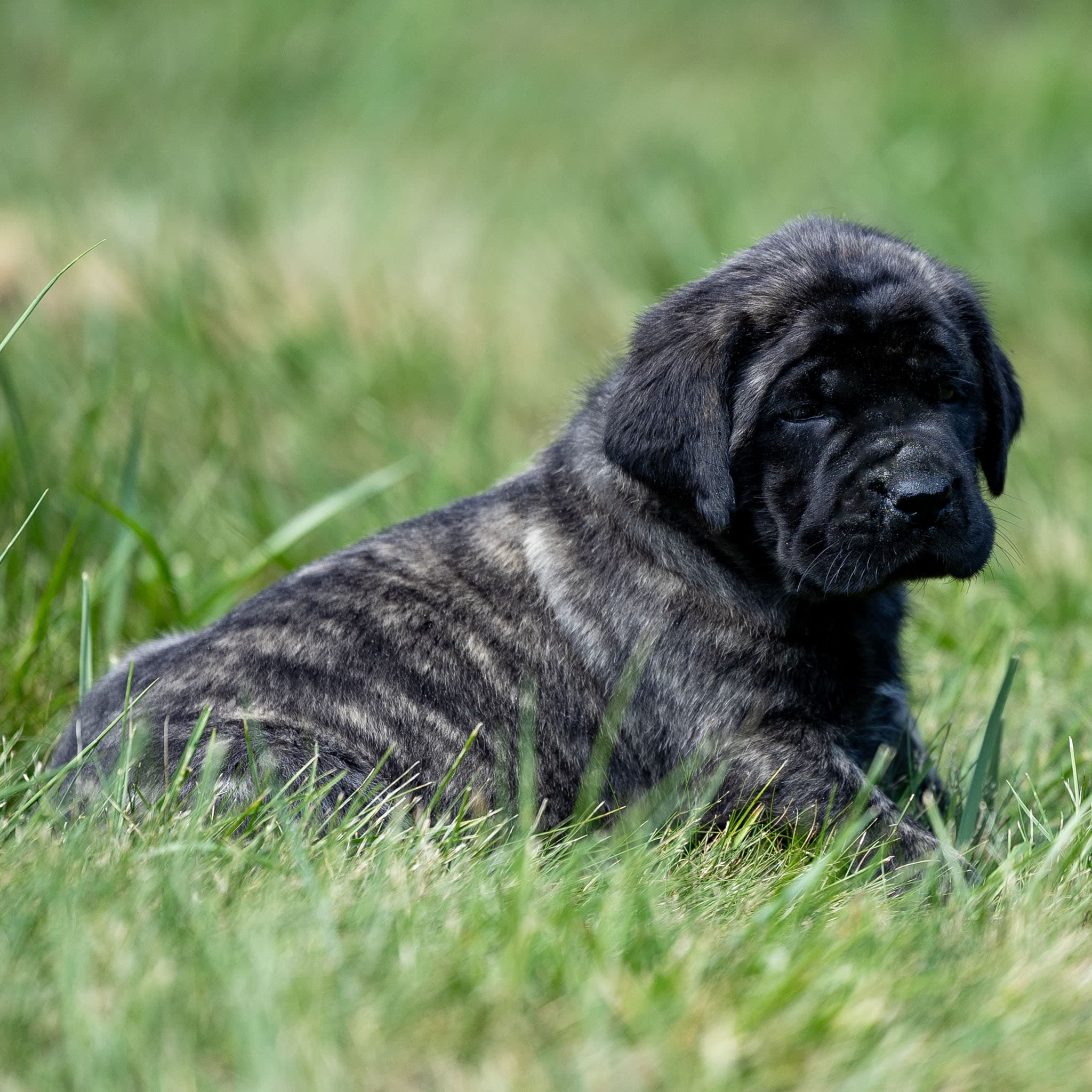 Zelda - Image 1 of 3