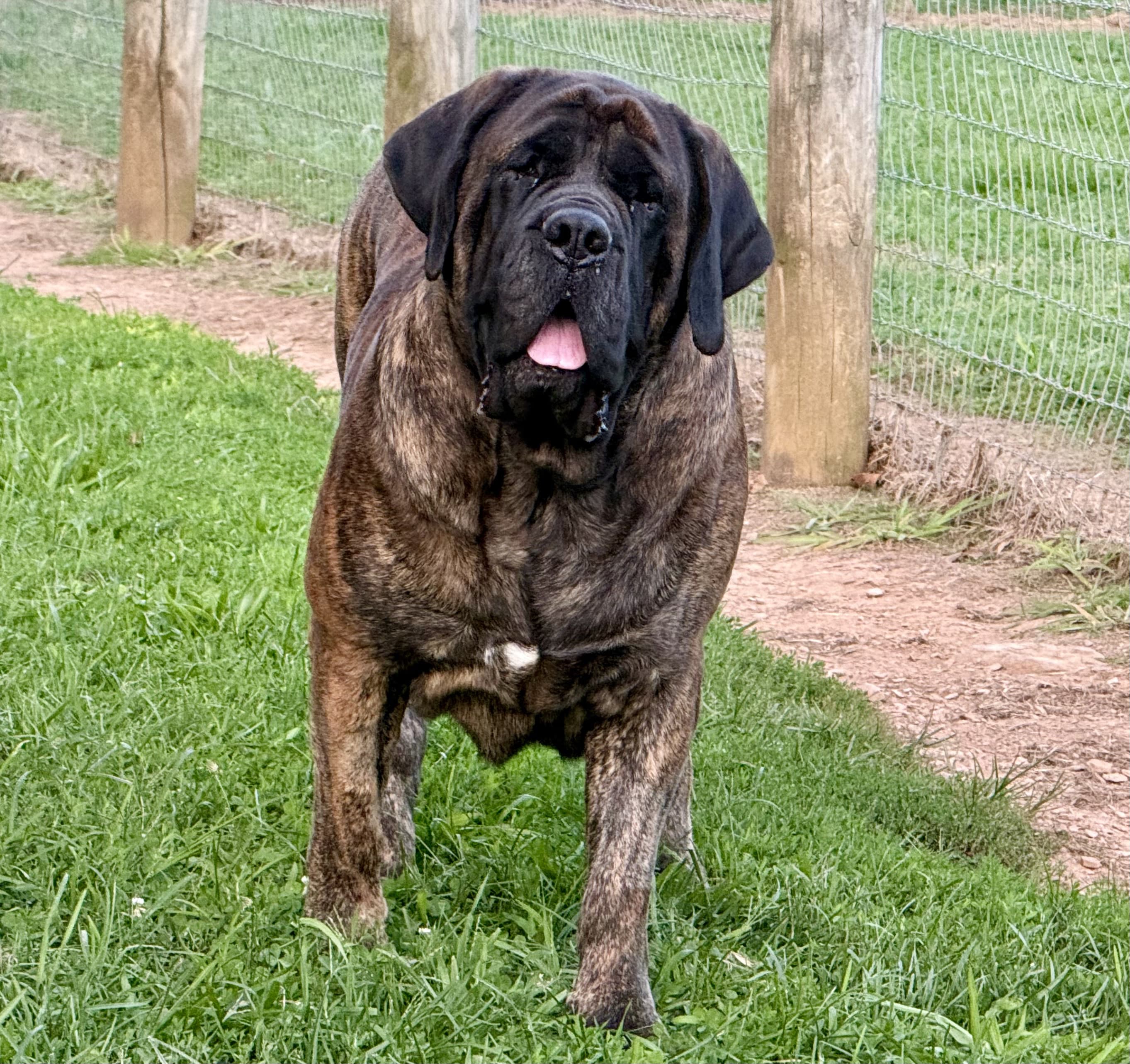 Deer Creek's Hope Everlasting "Clara"