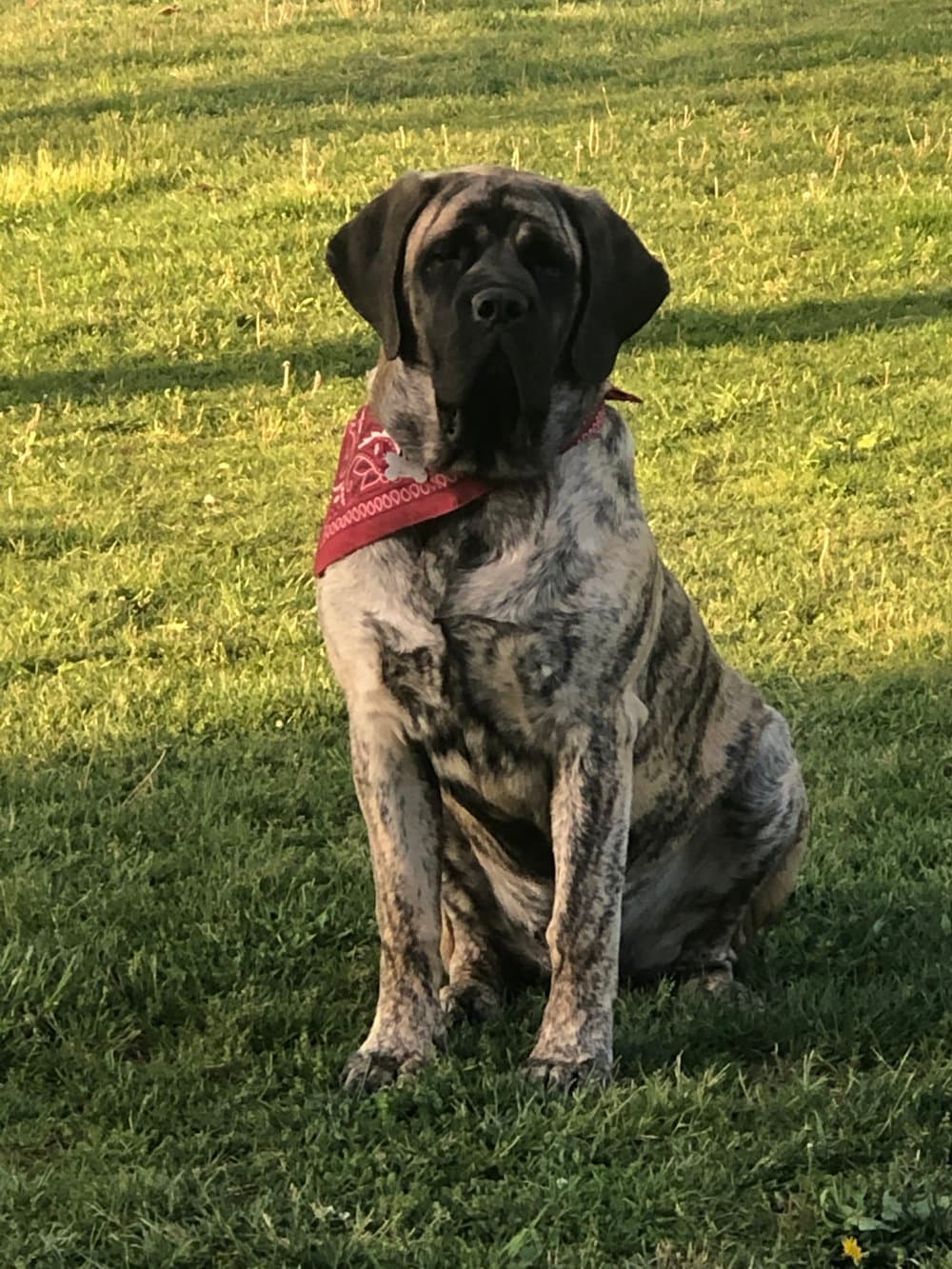 Deer Creek's Claire Bear "Claire" — In Loving Memory - Image 2 of 23