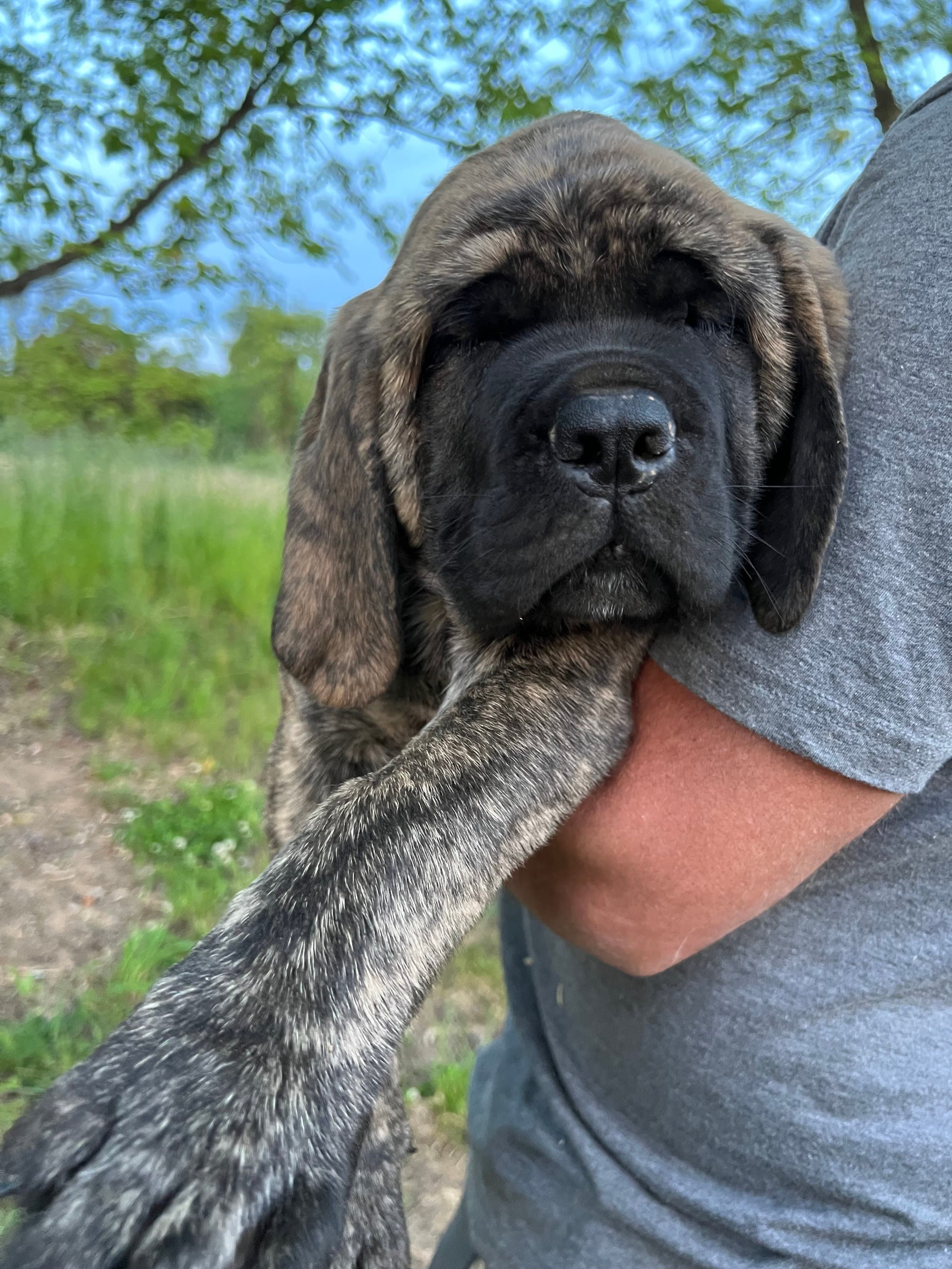 Sarge