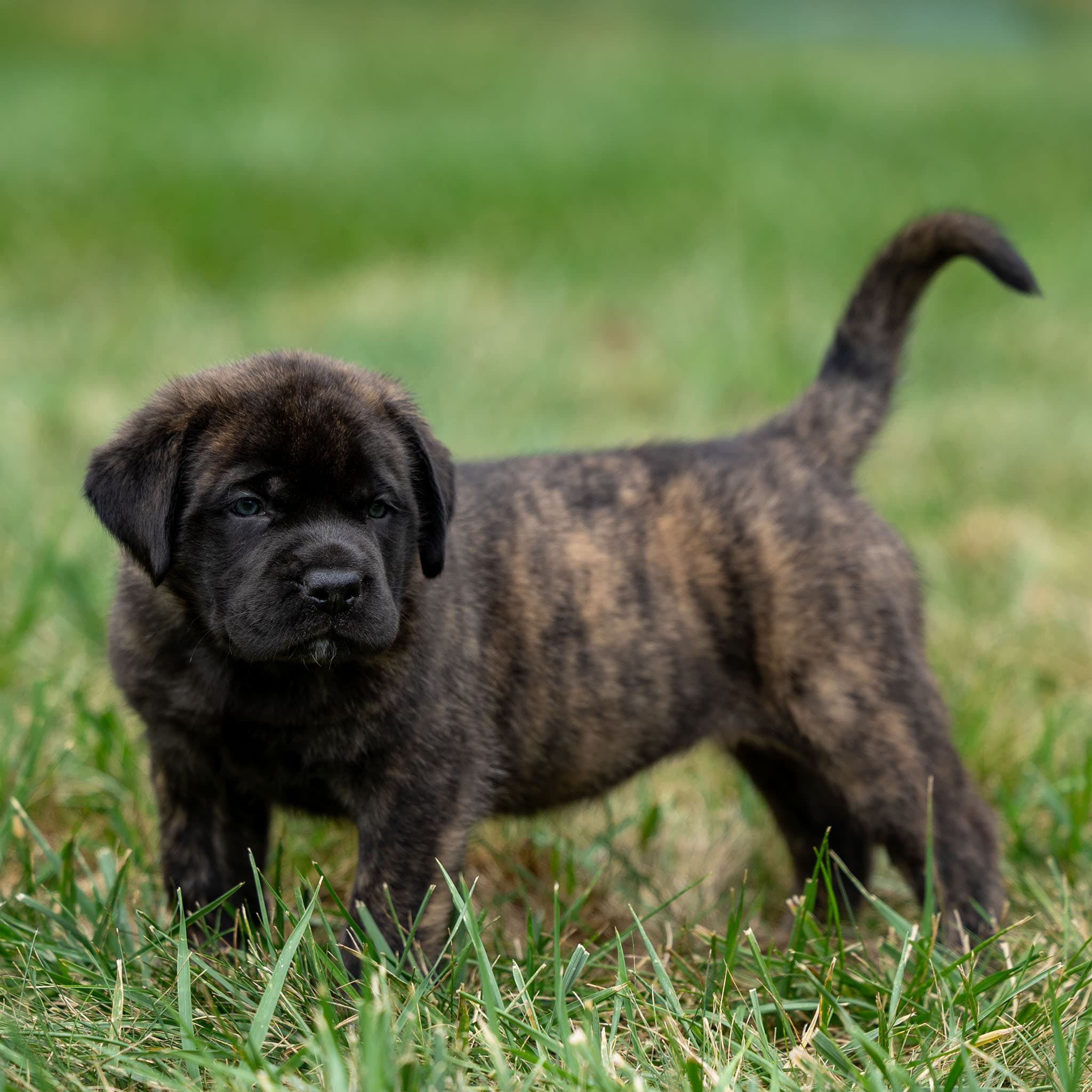 Mocha - Image 2 of 5