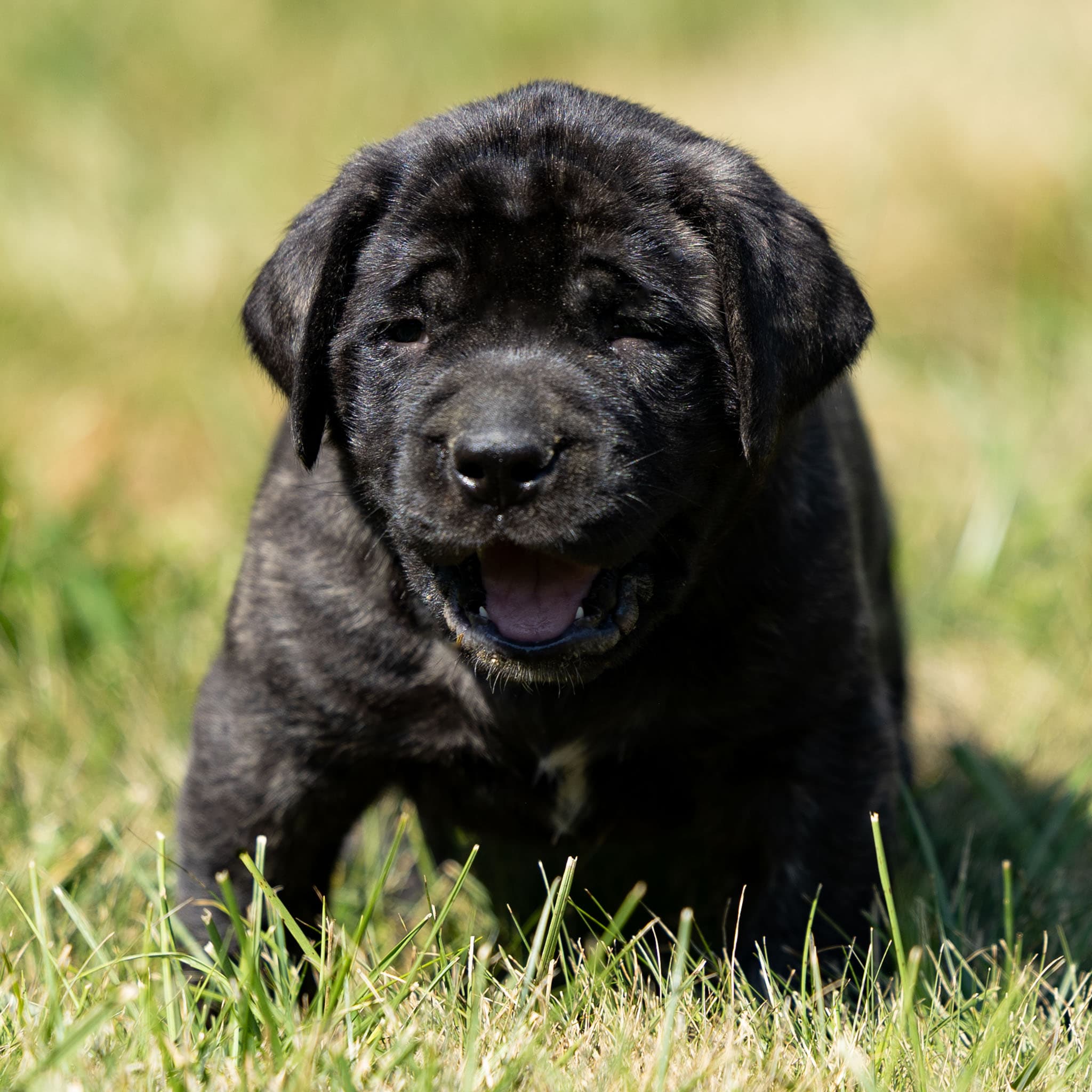 Bandit - Image 1 of 3