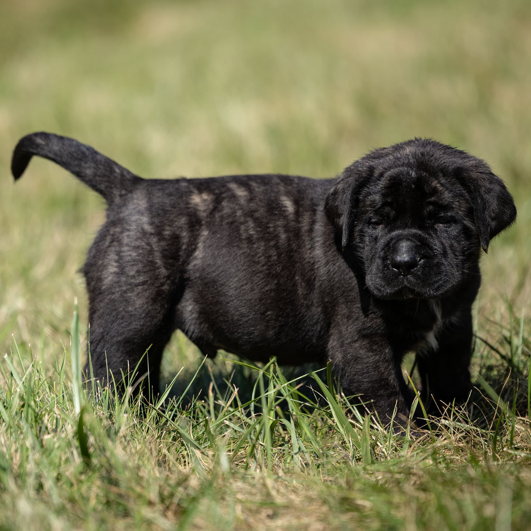 Angus - Image 1 of 4