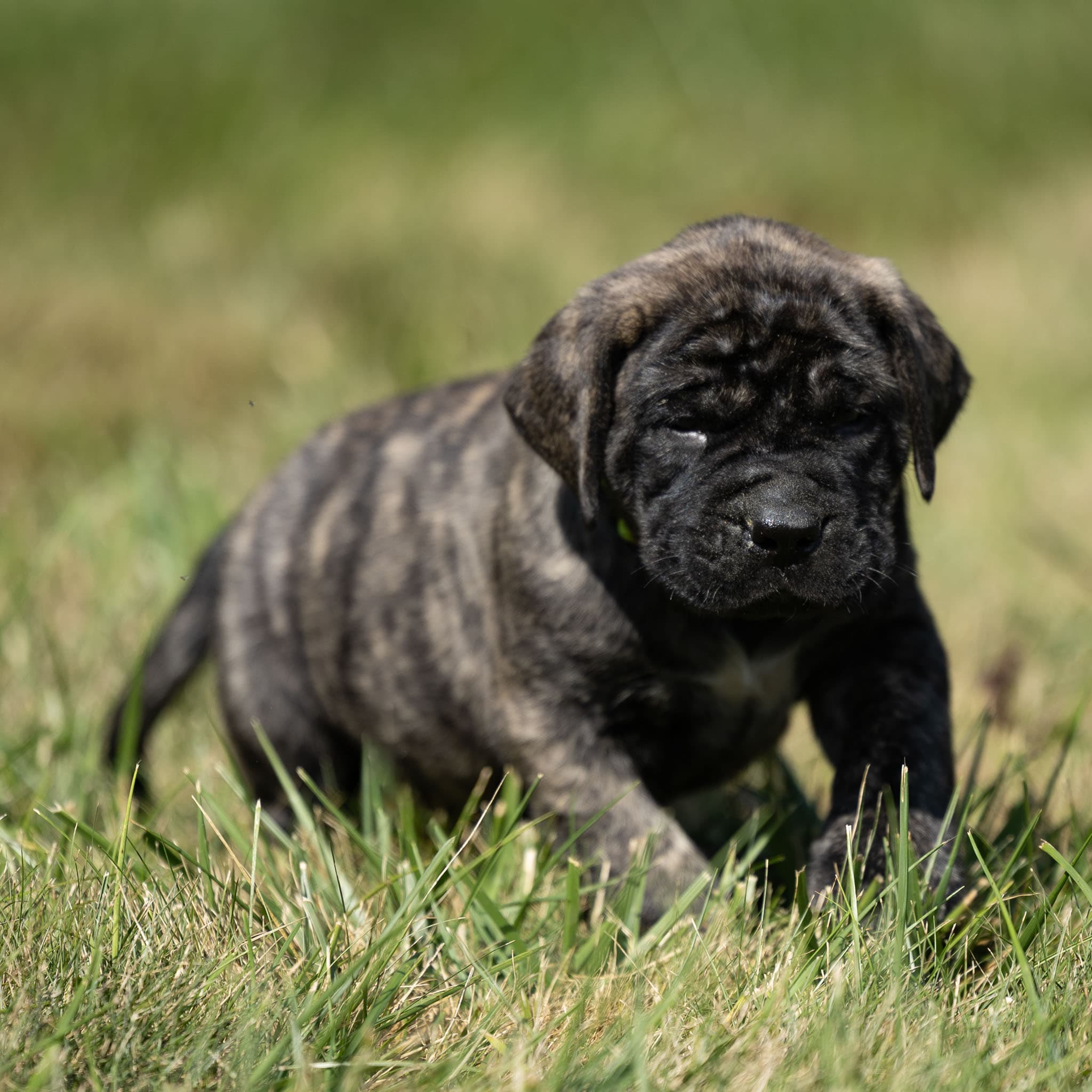 Oreo - Image 4 of 4