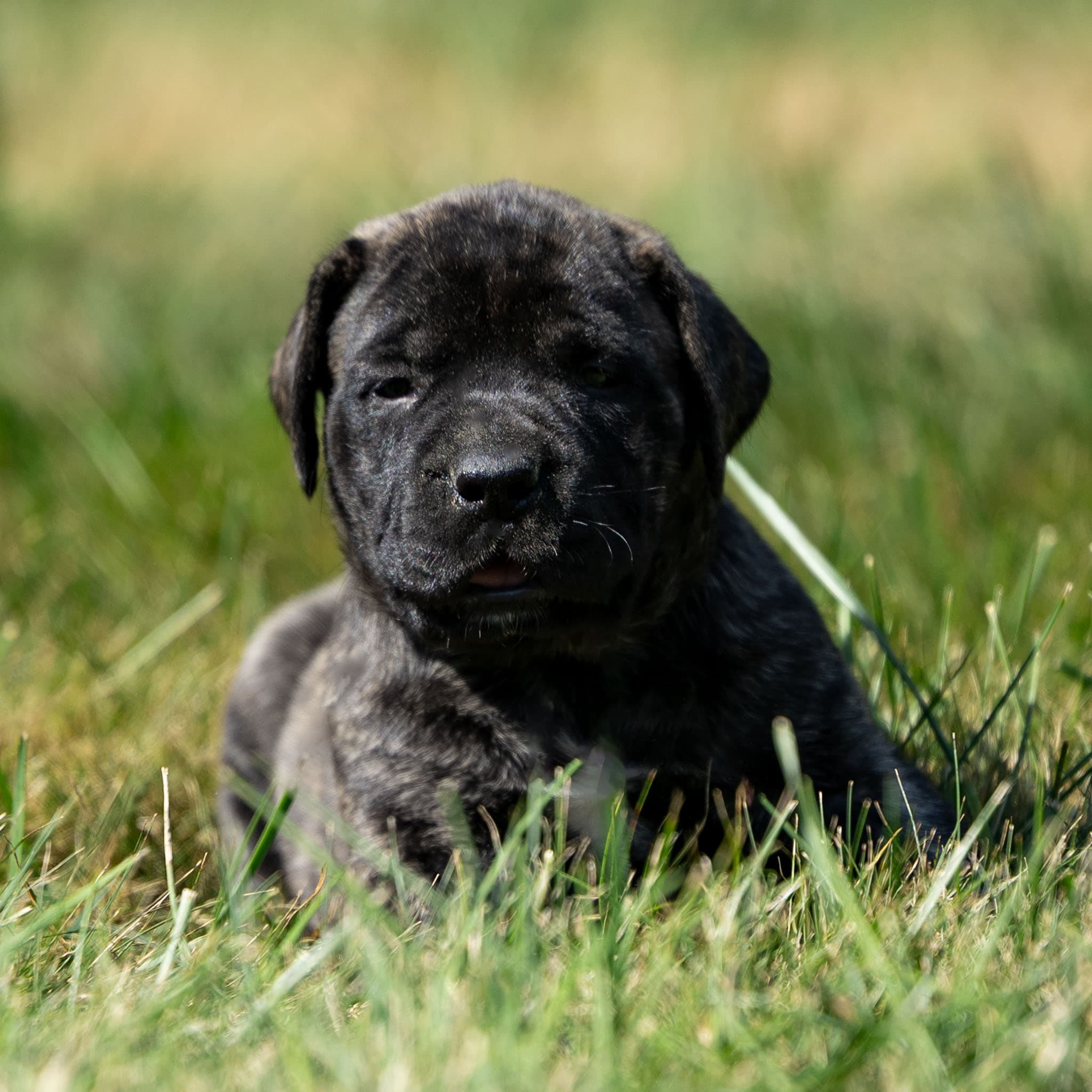 Kimber - Image 3 of 3