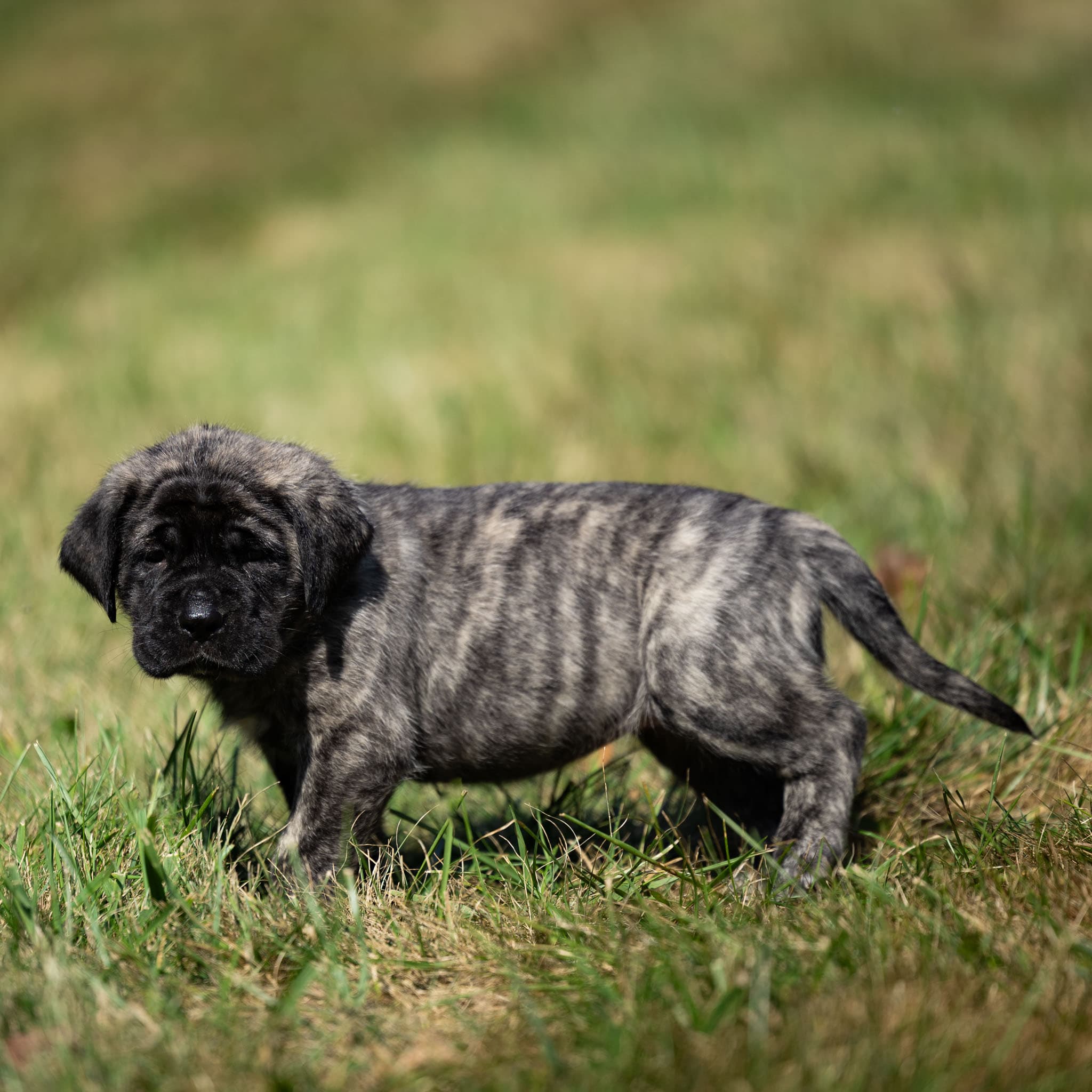 Marla - Image 1 of 4