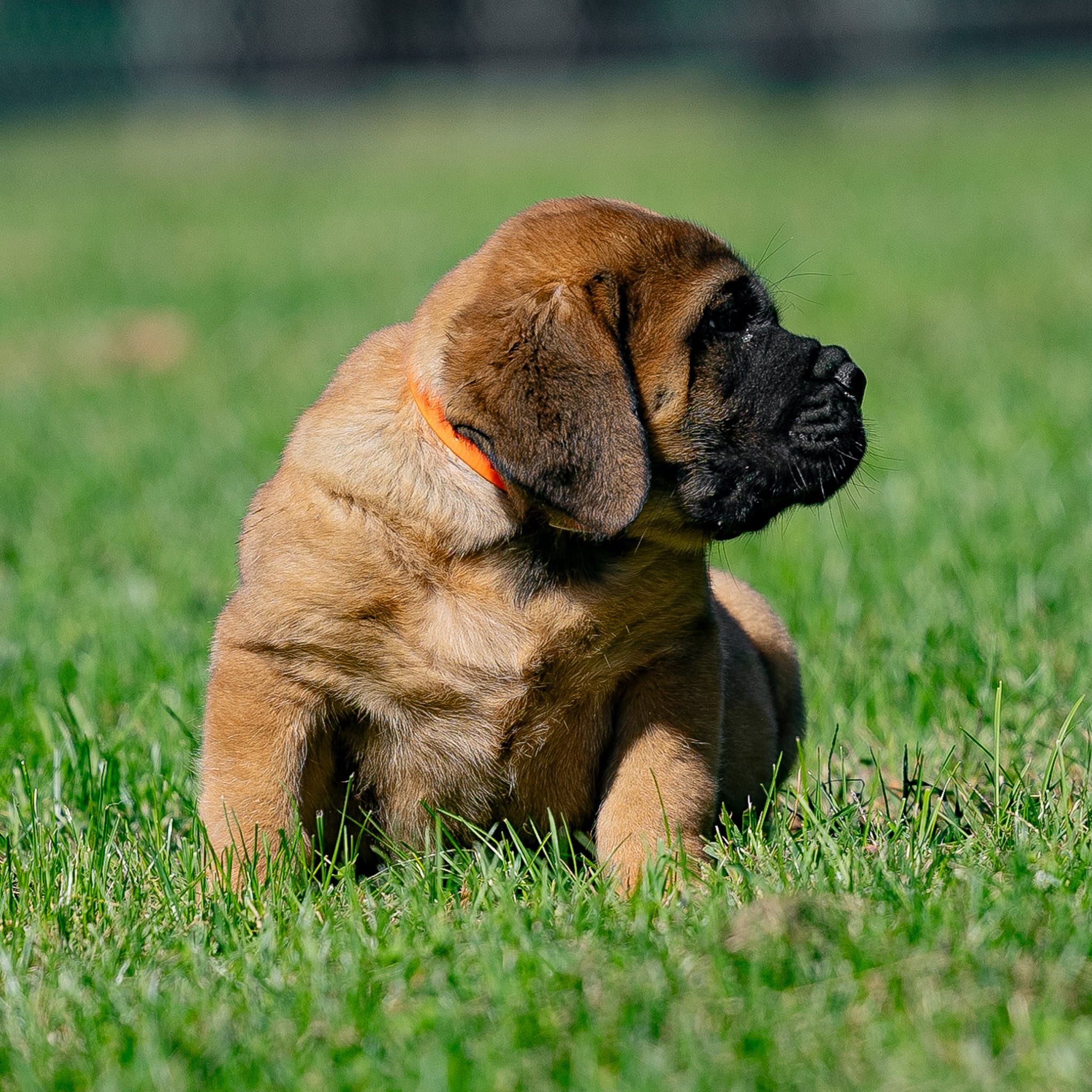 Clyde - Image 5 of 5