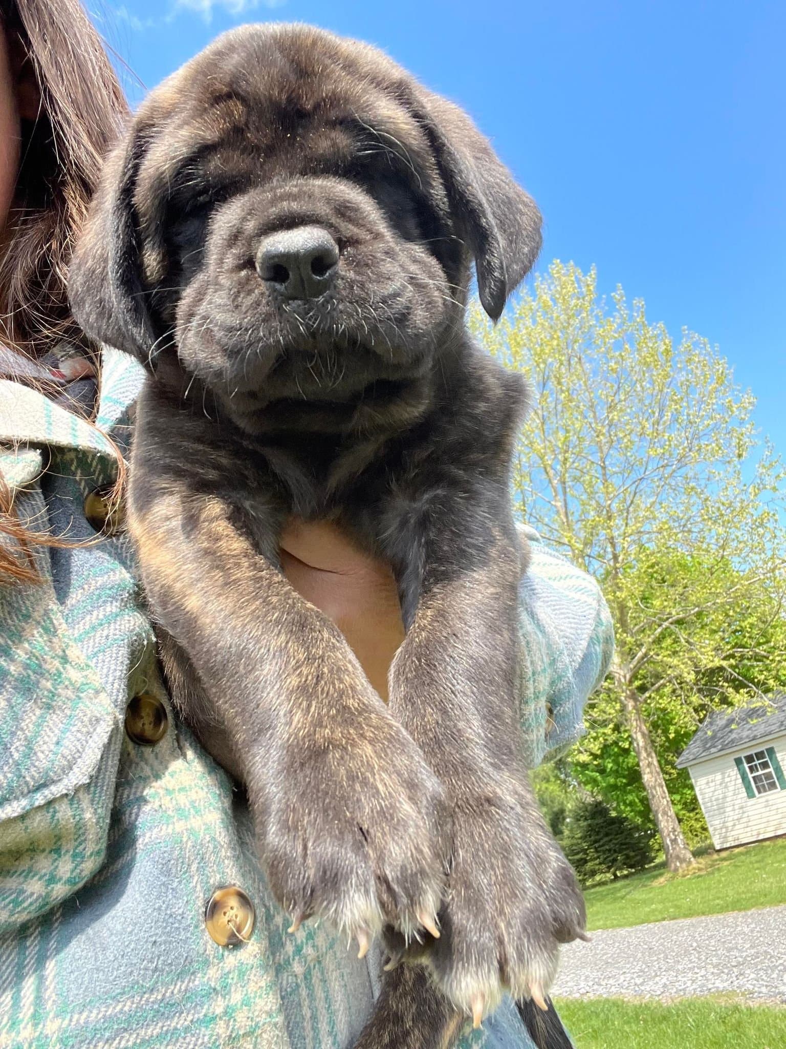 Riley - Image 2 of 5