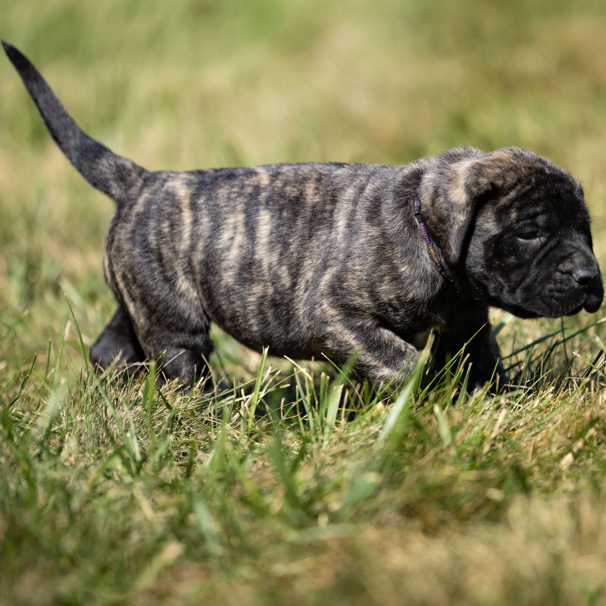 Kimber - Image 2 of 3