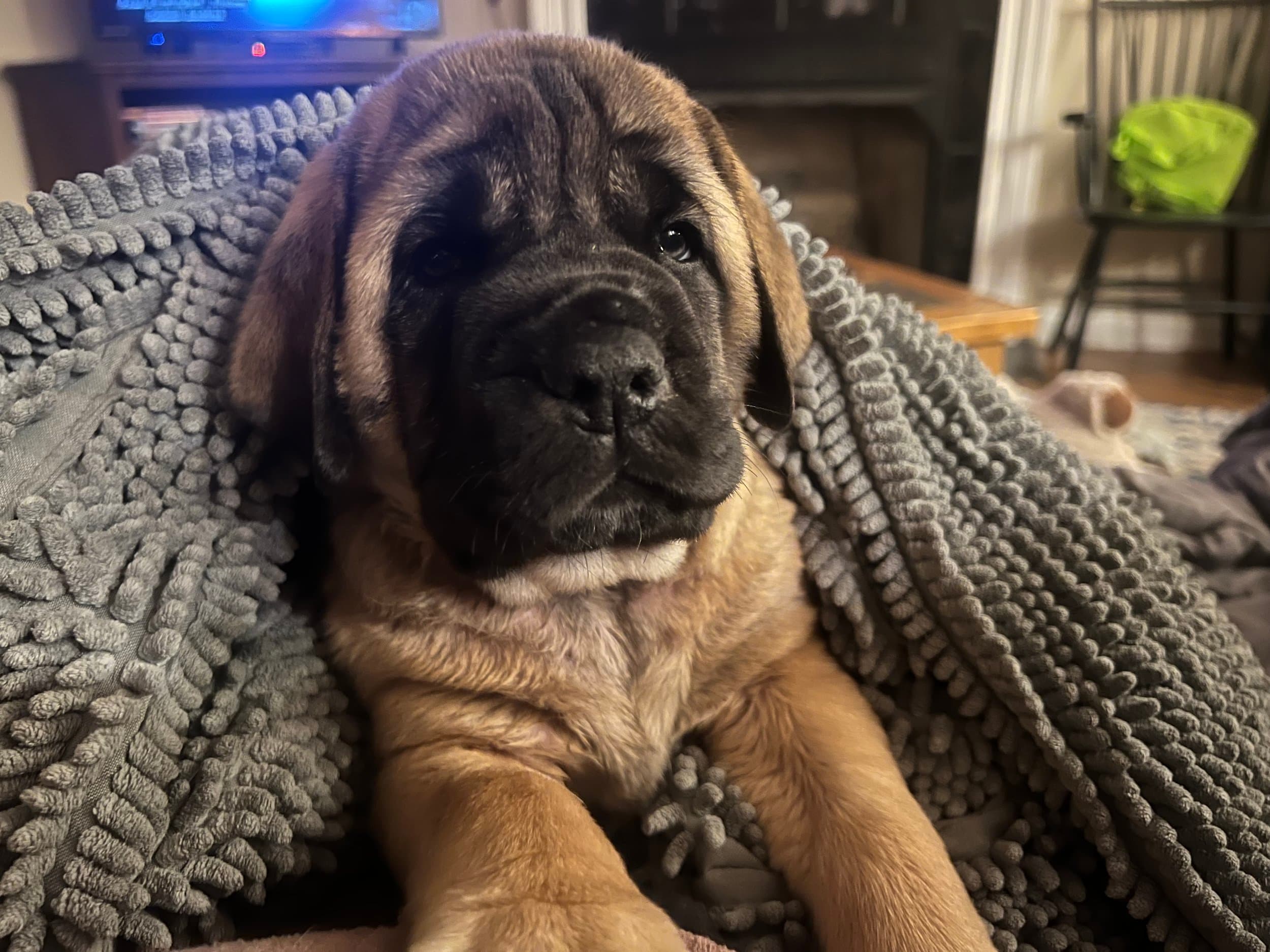 Wally - Image 2 of 2