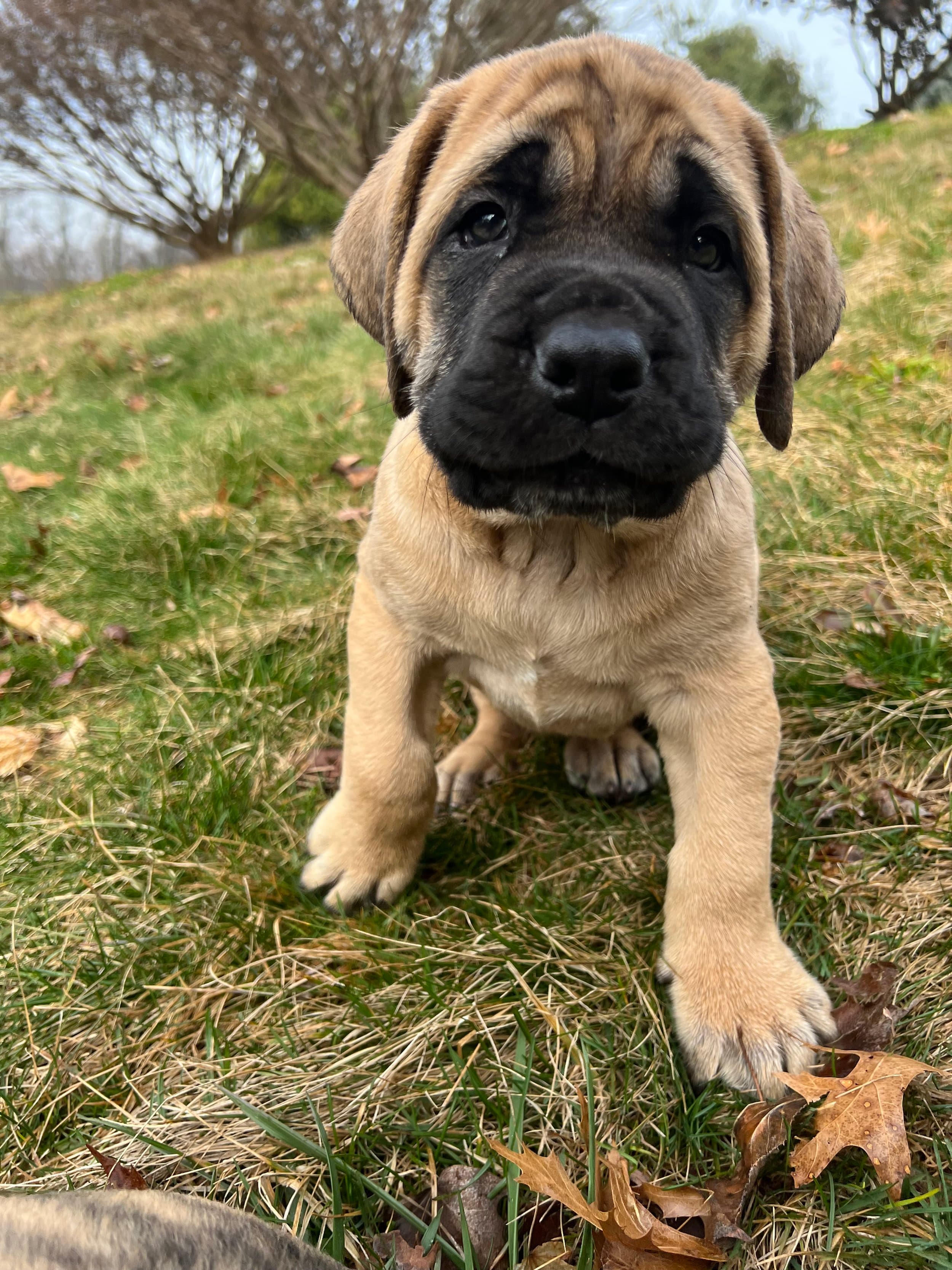 Winston - Image 3 of 3