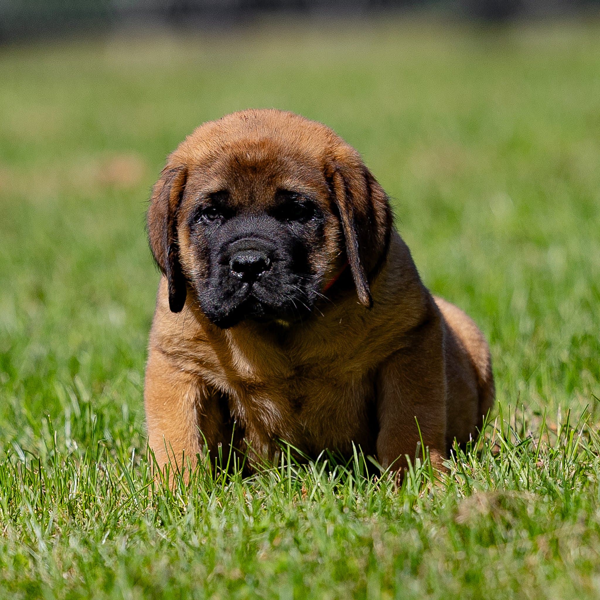 Clyde - Image 2 of 5