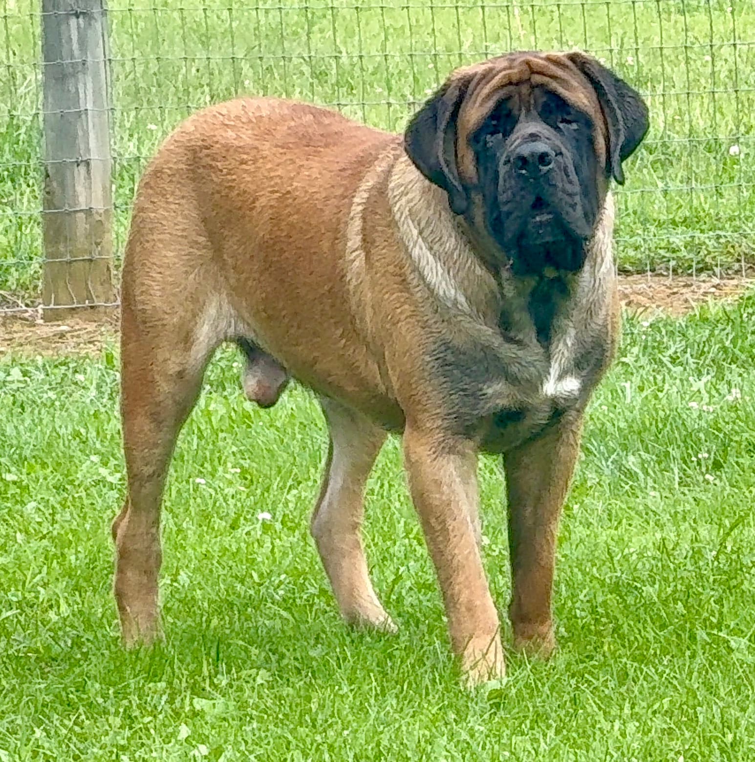 Scooby