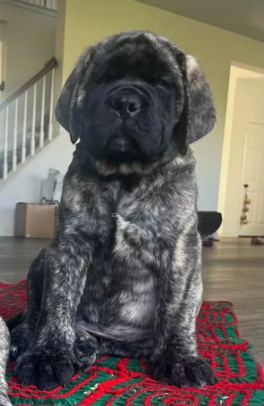 Marley