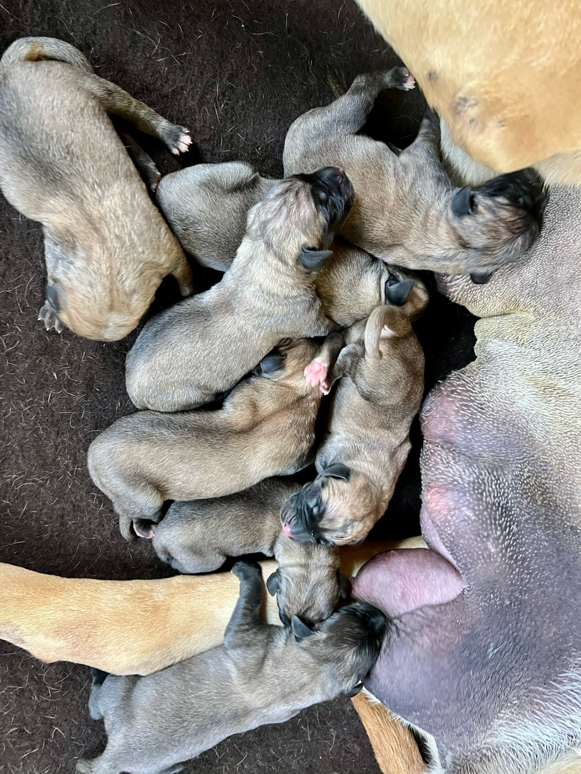 Lilly and Russel litter born 4/29