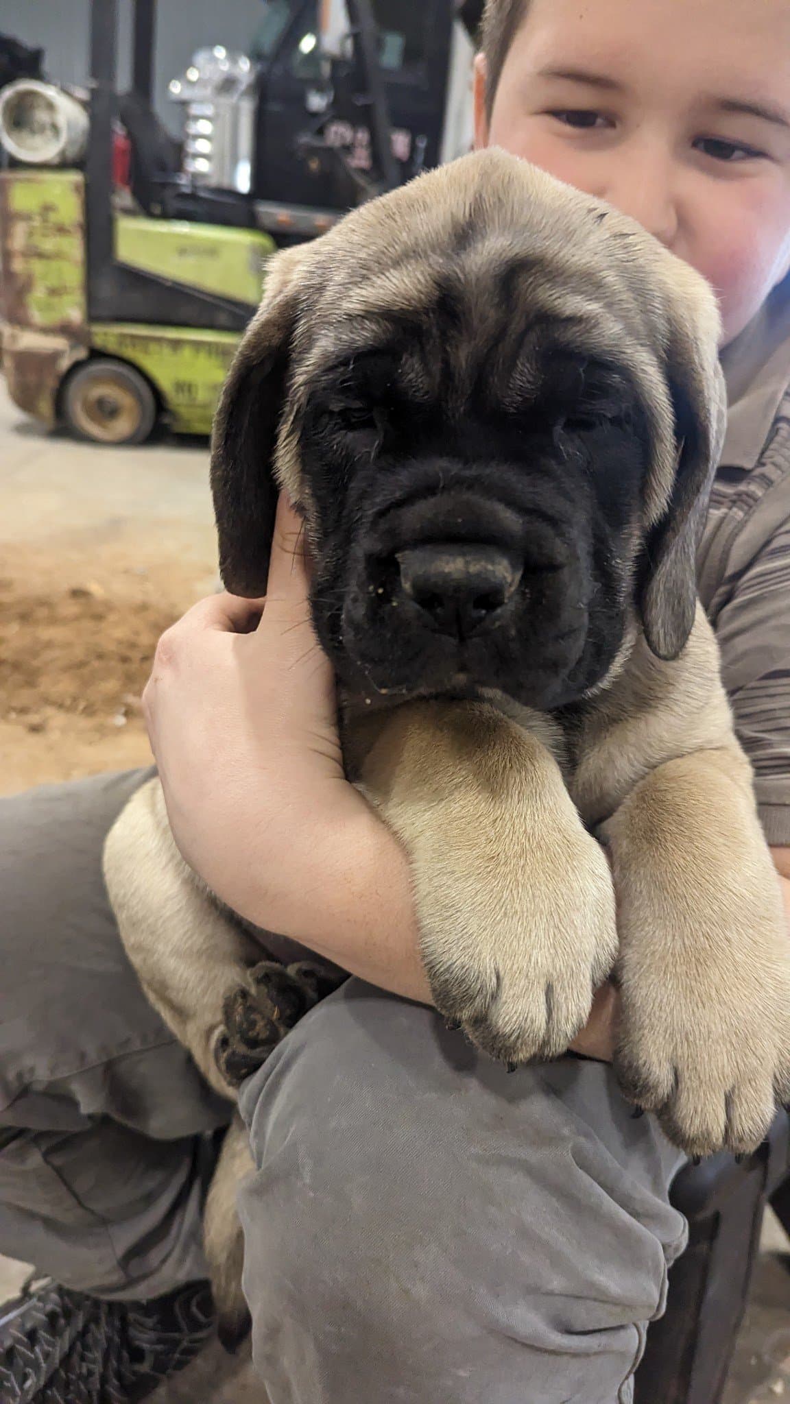 Charlie - Image 1 of 6