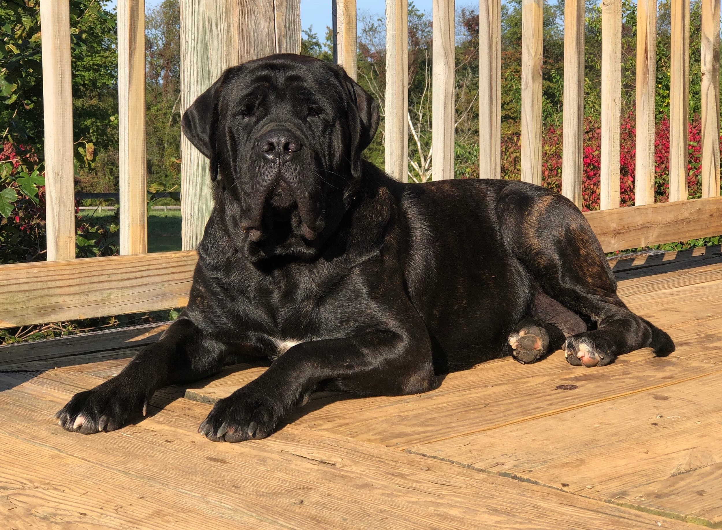 Dixie