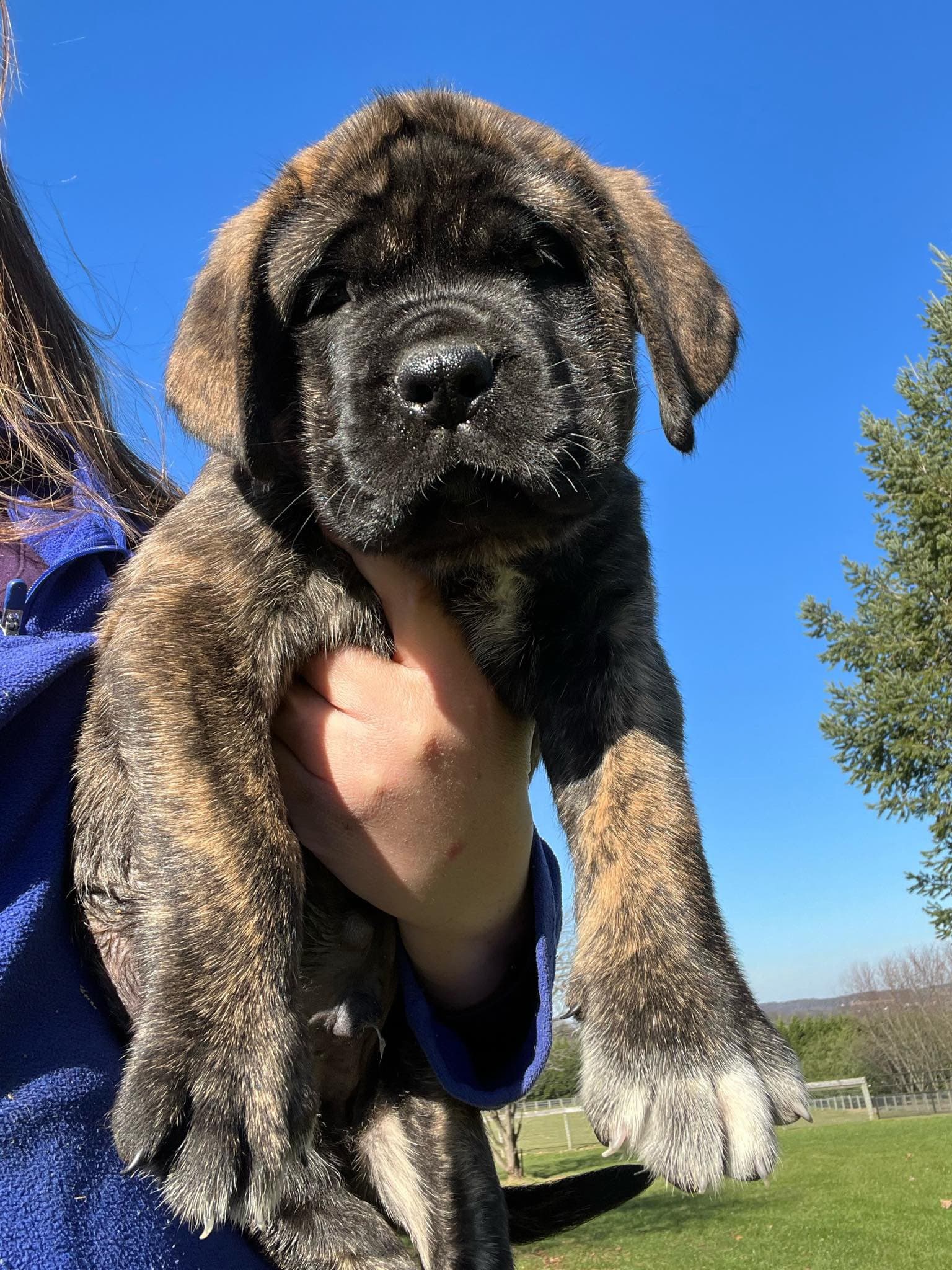 Teddy - Image 2 of 3