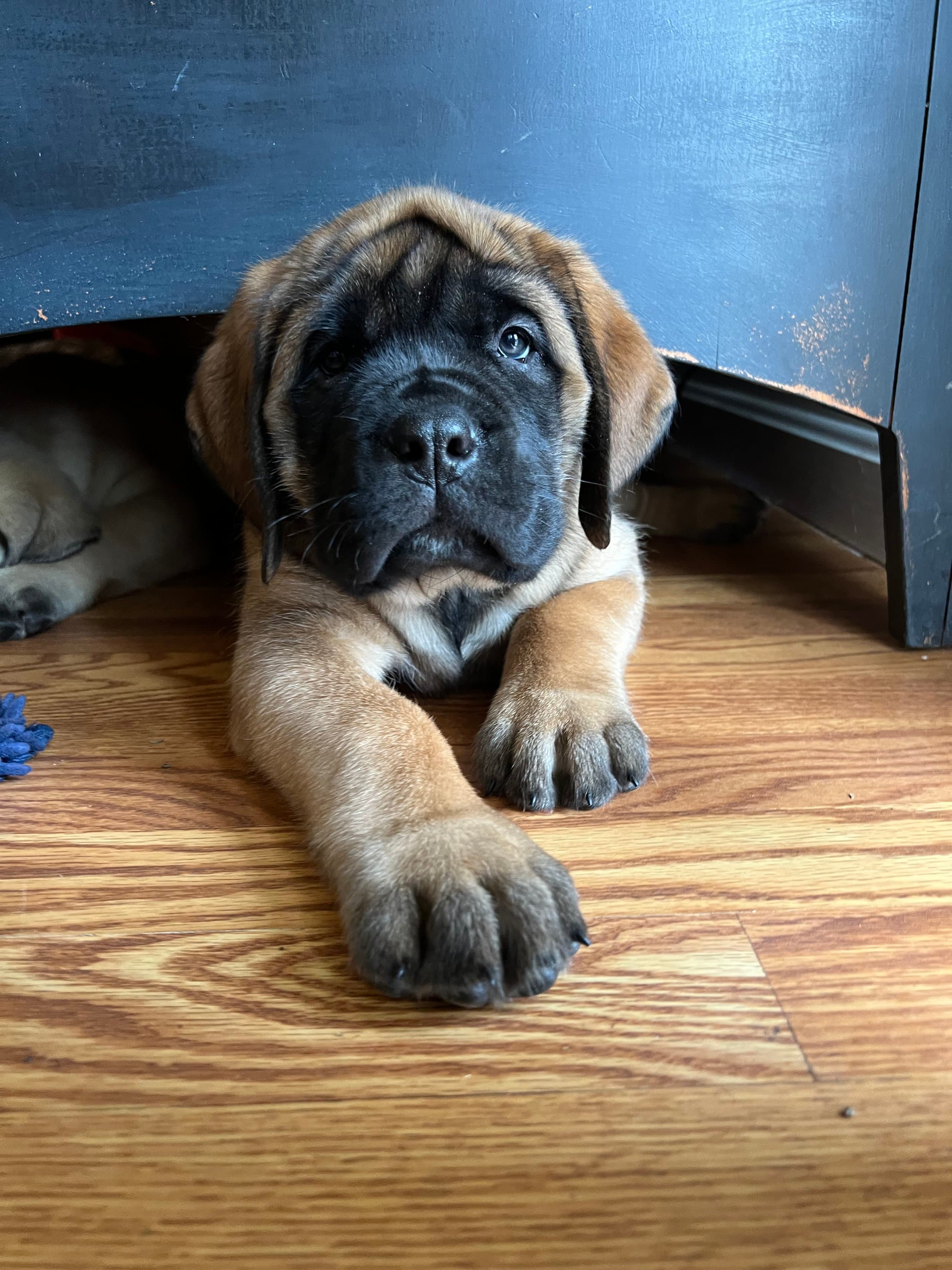 Delilah