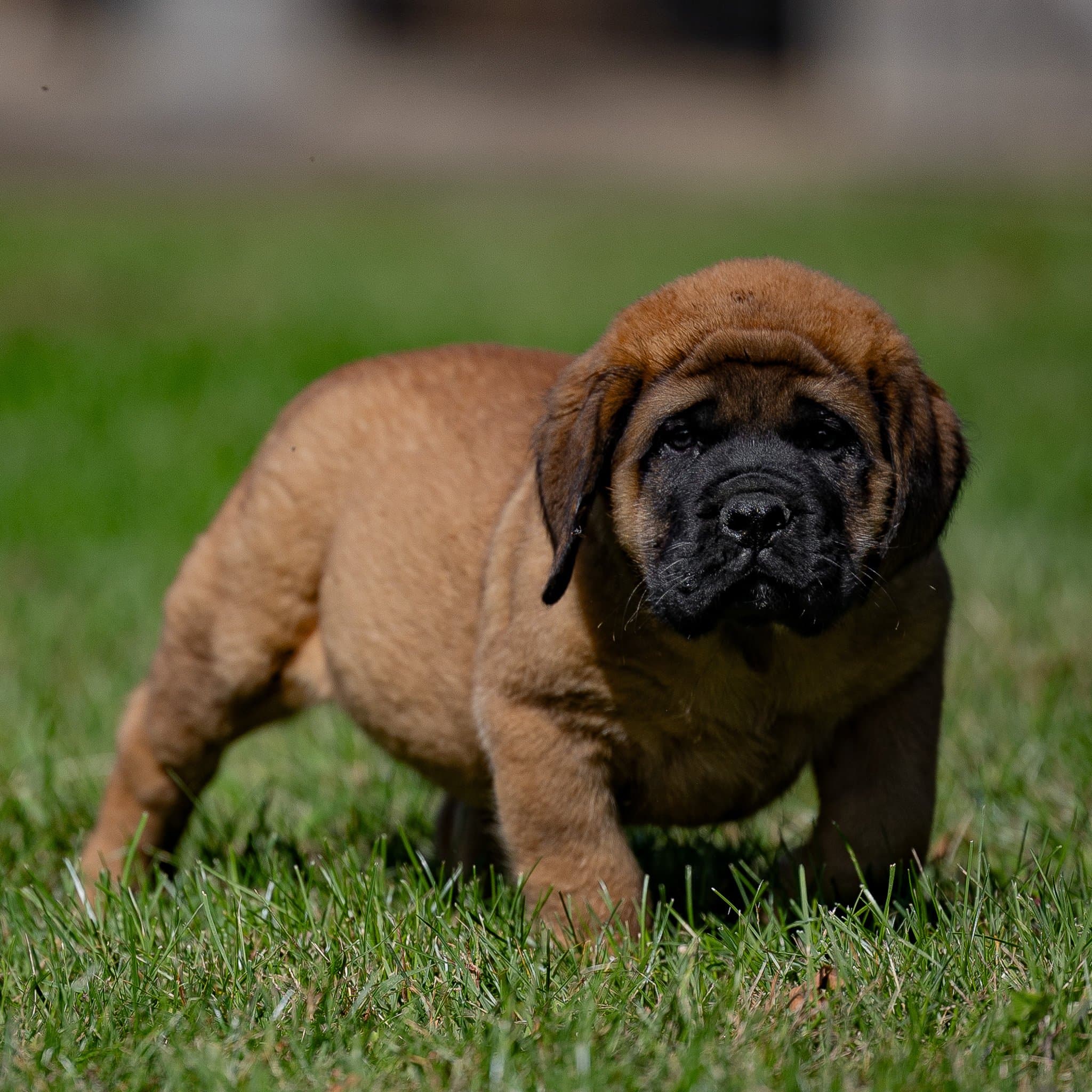 Clyde - Image 1 of 5