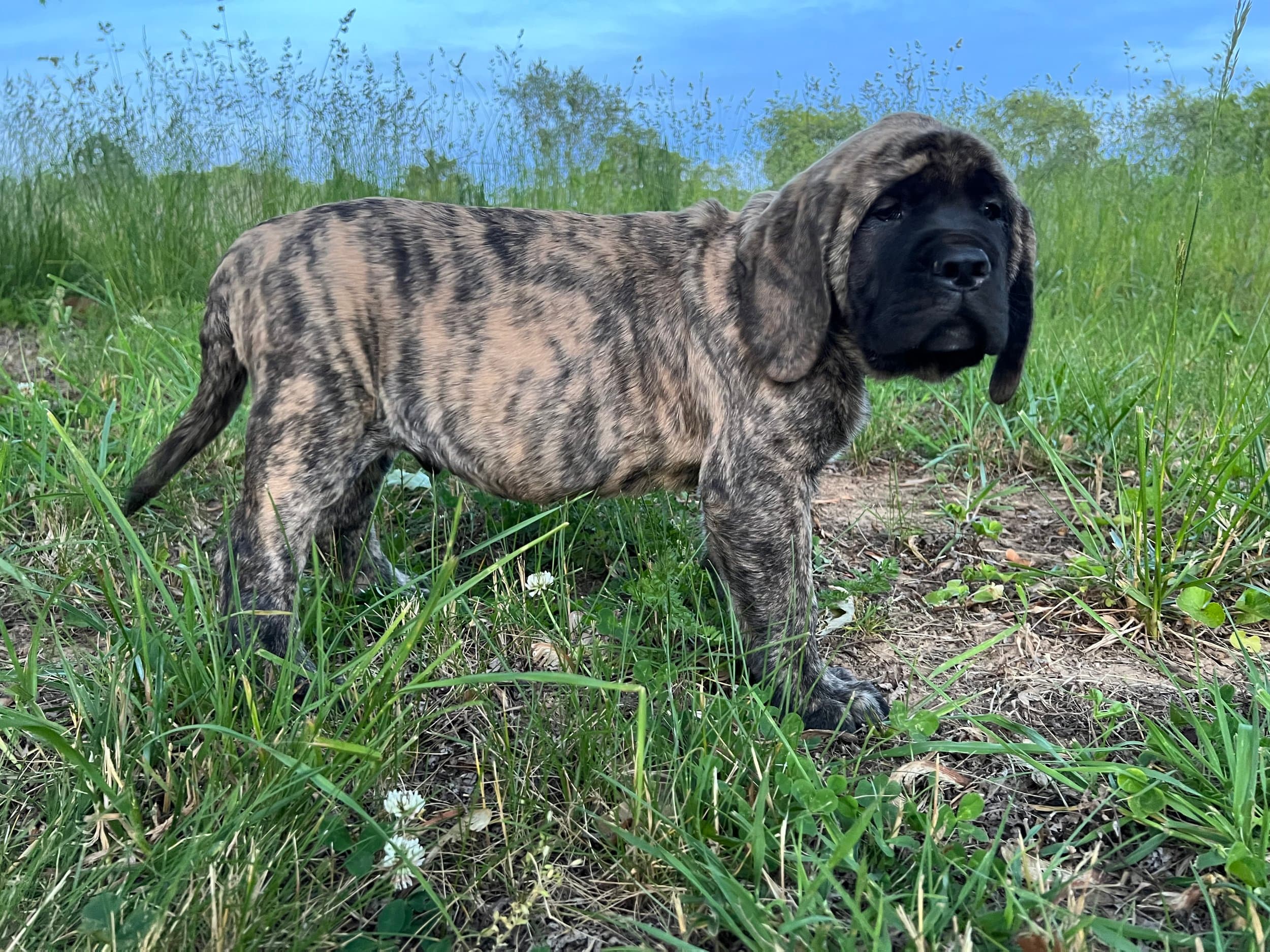 Sarge - Image 2 of 6
