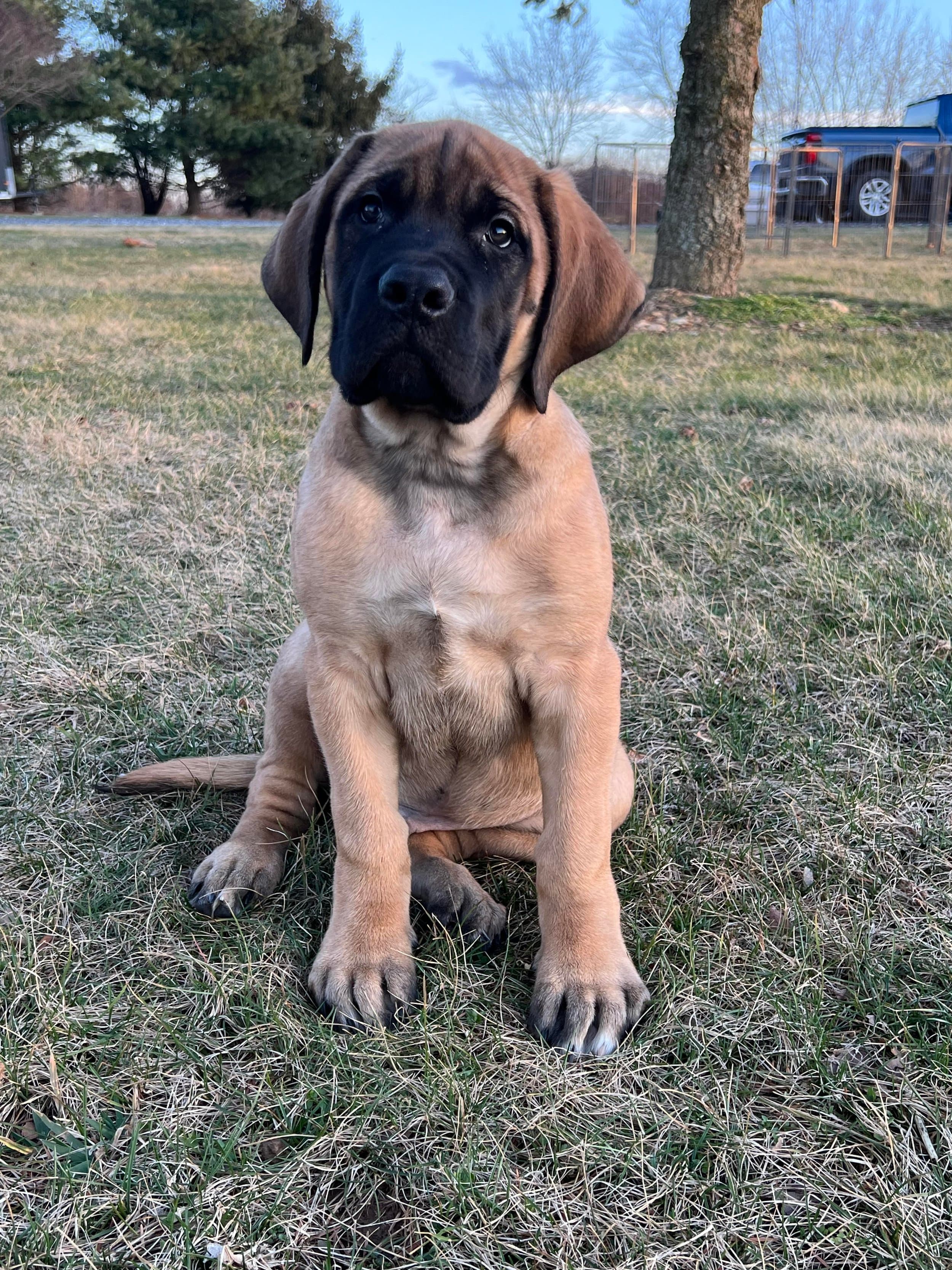 Hank - Image 2 of 3
