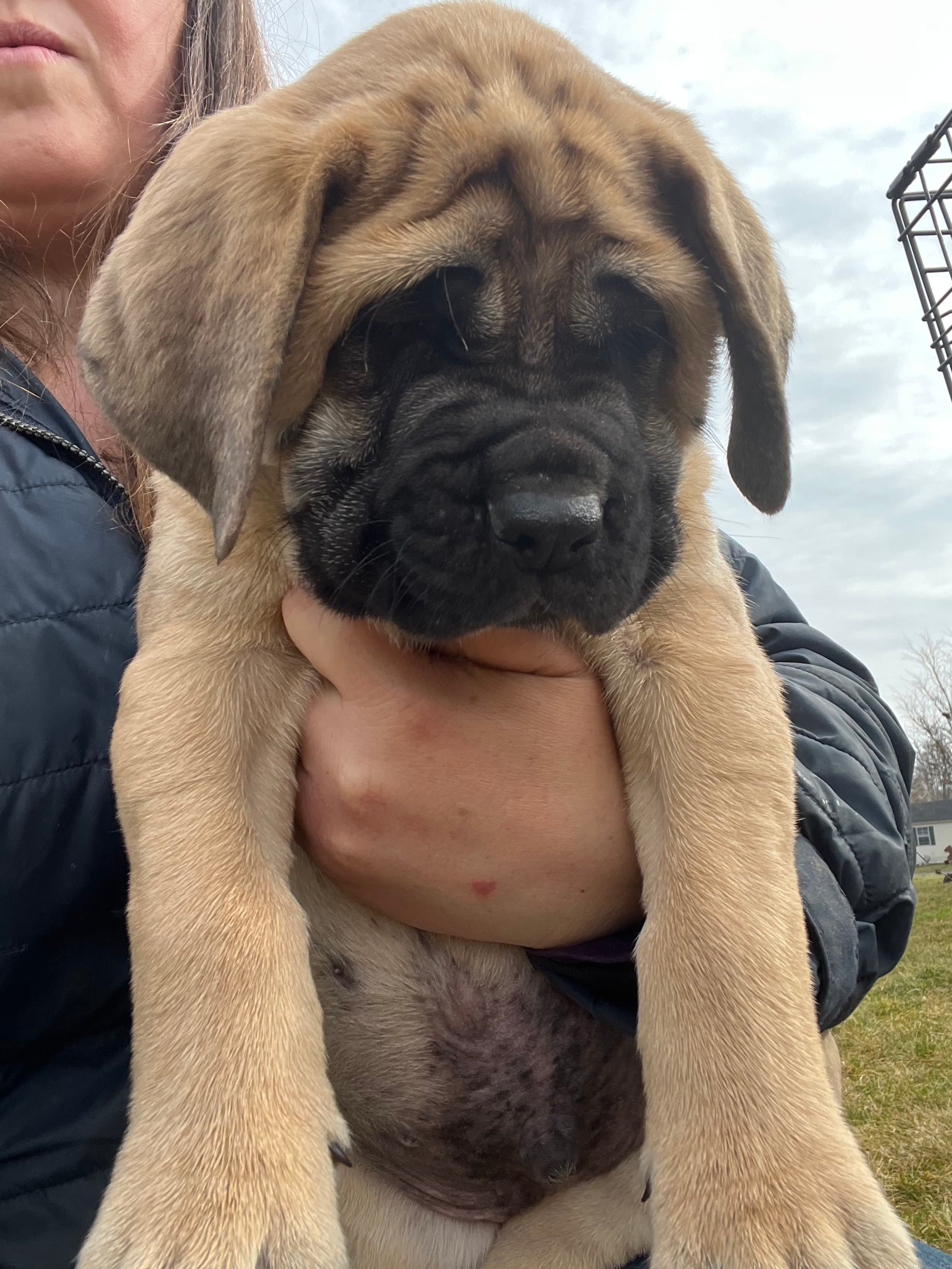 Winston - Image 2 of 3