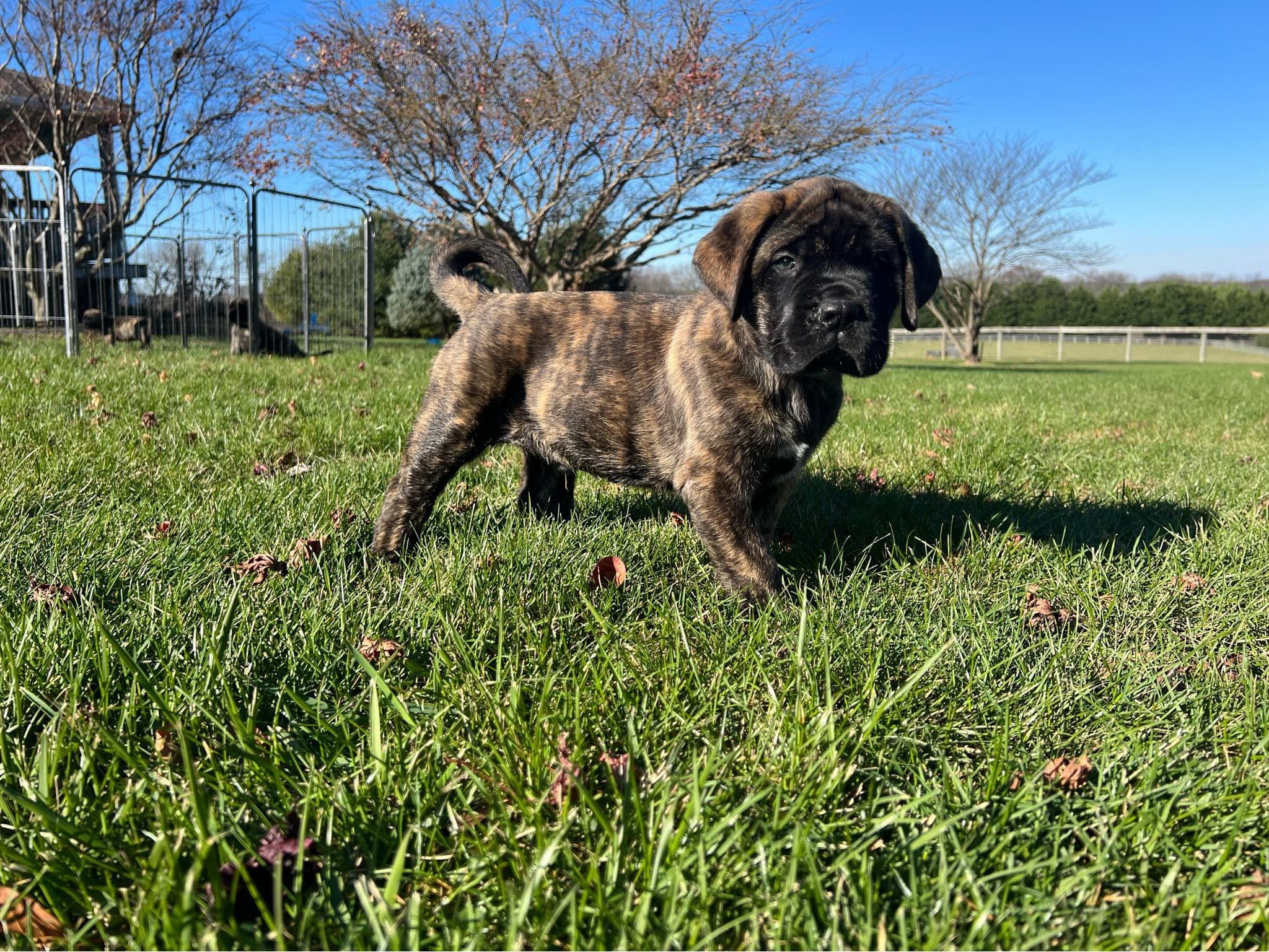Teddy - Image 3 of 3