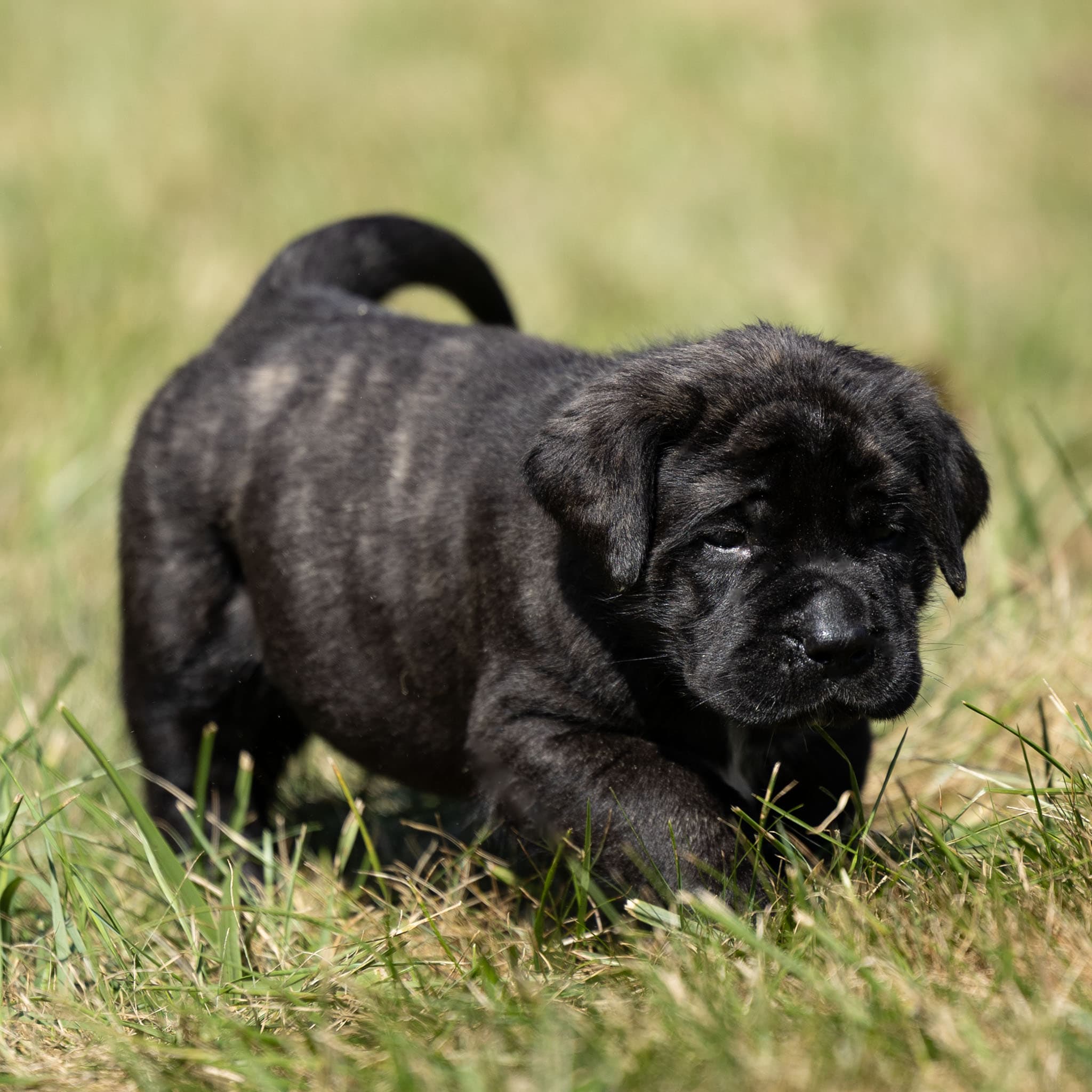 Angus - Image 2 of 4