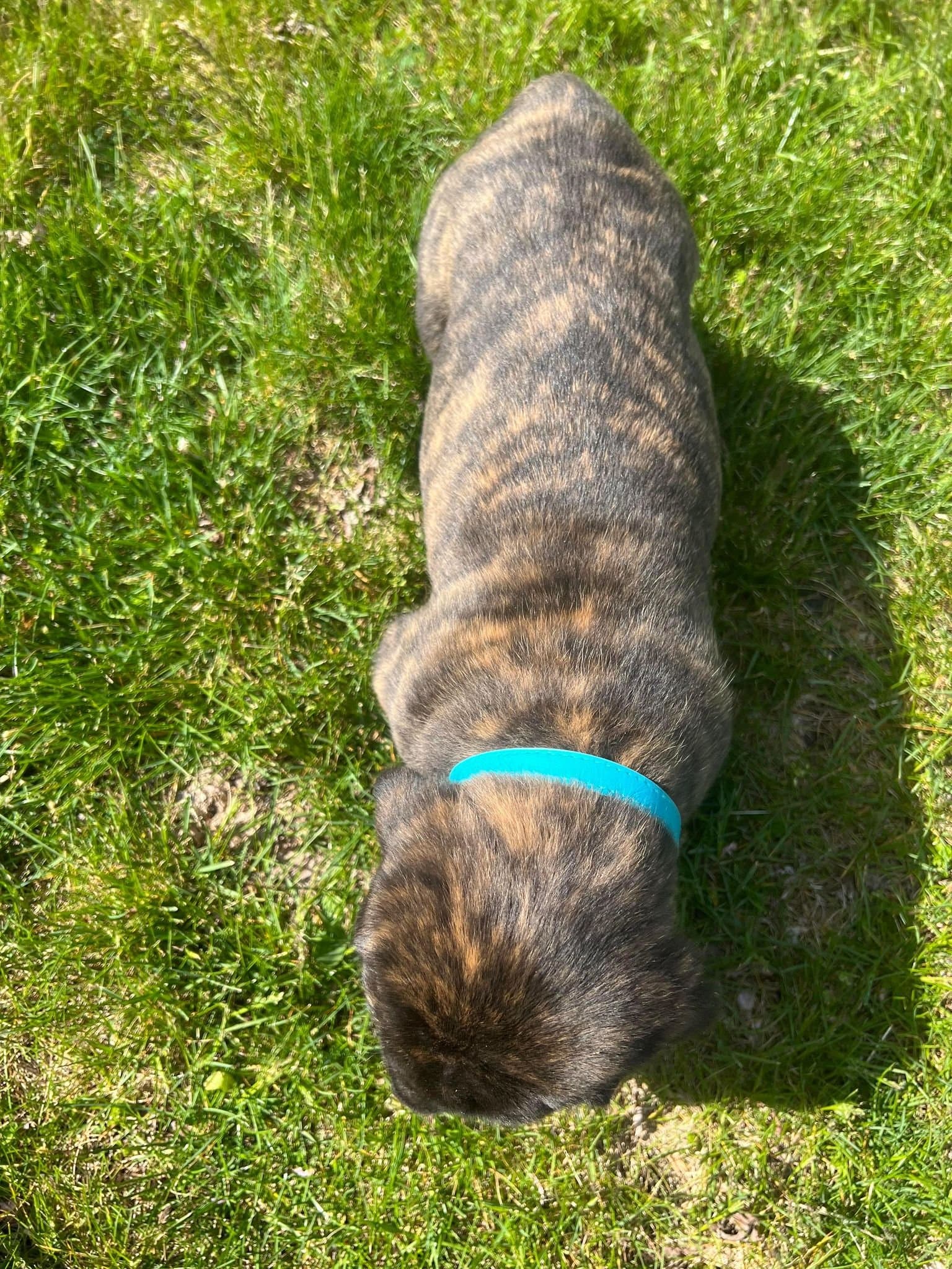 Riley - Image 1 of 5