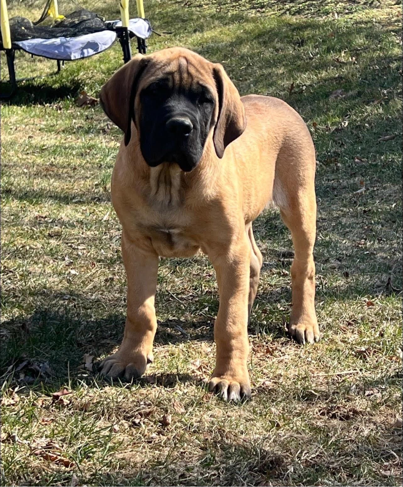 Hank - Image 1 of 3