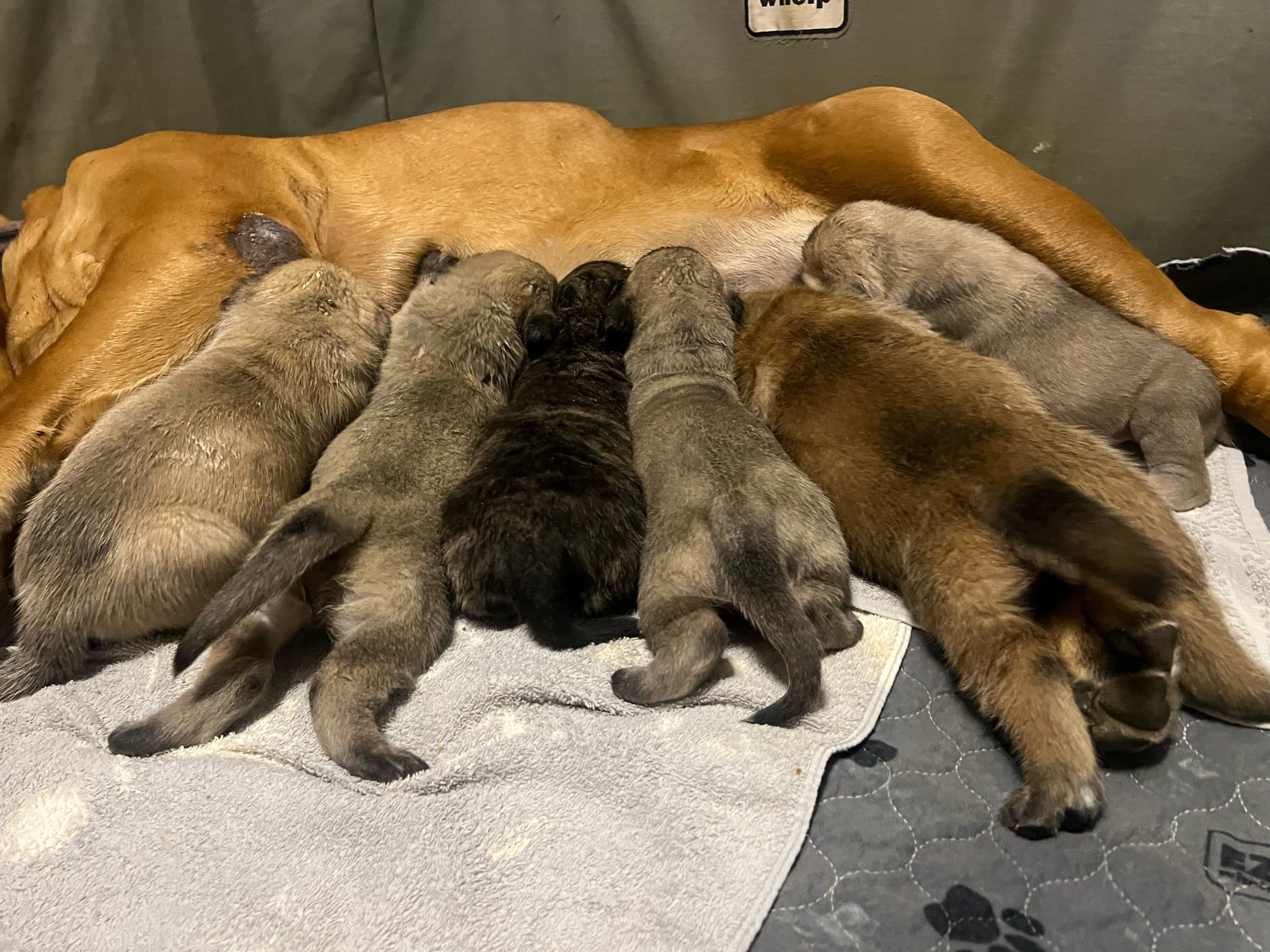 Sheila and Otis litter born 3/29