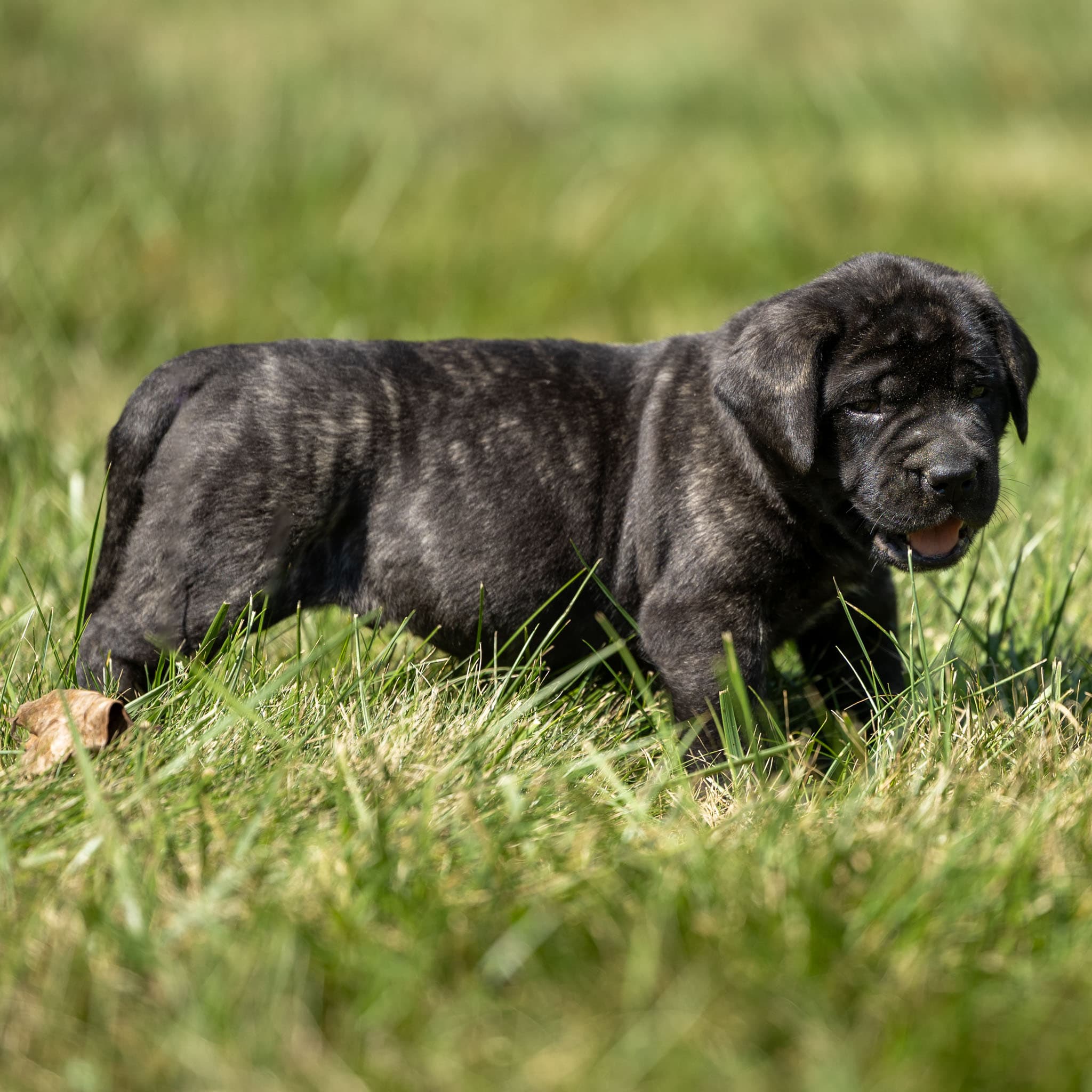 Bandit - Image 2 of 3
