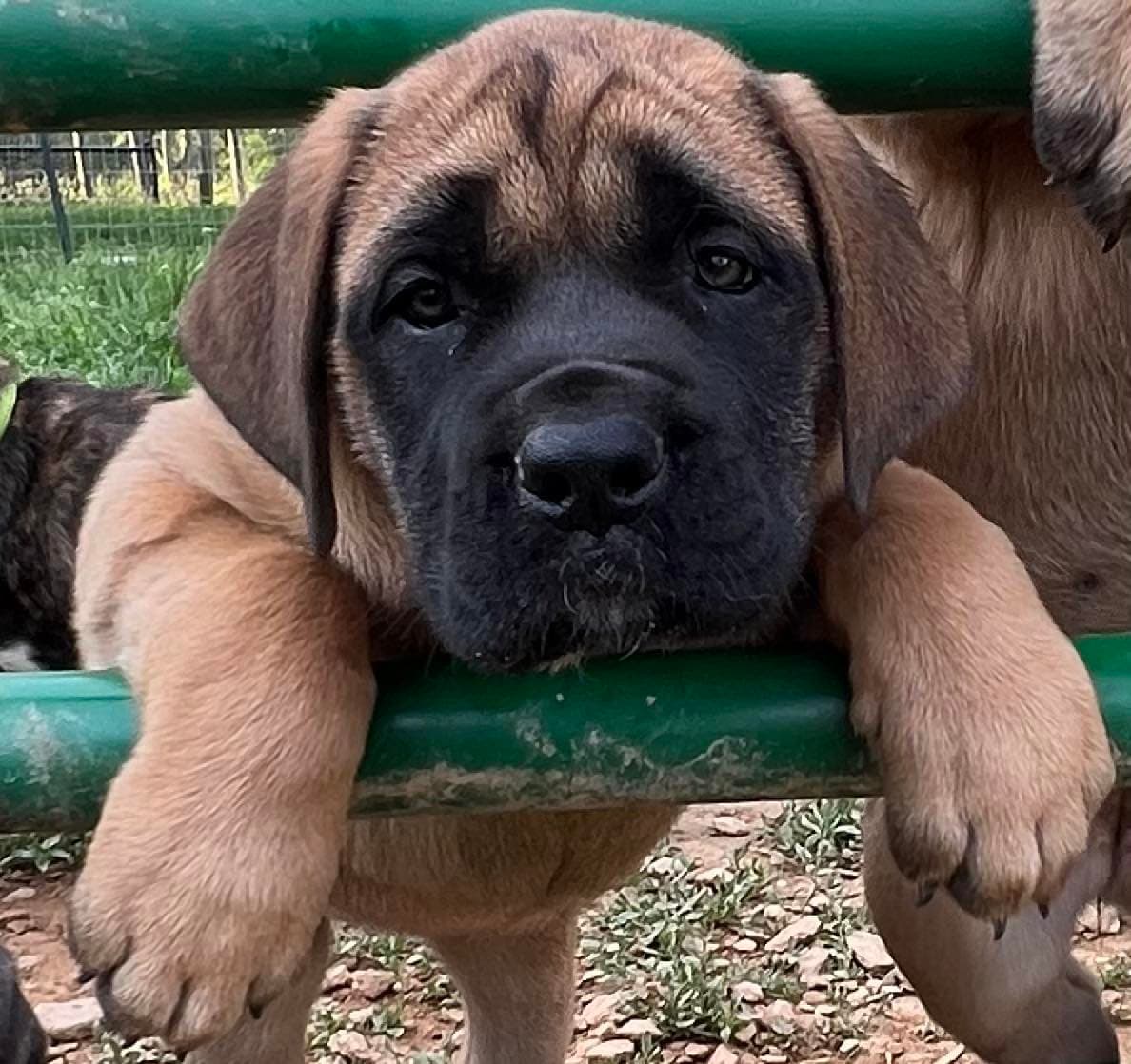 Sweetie