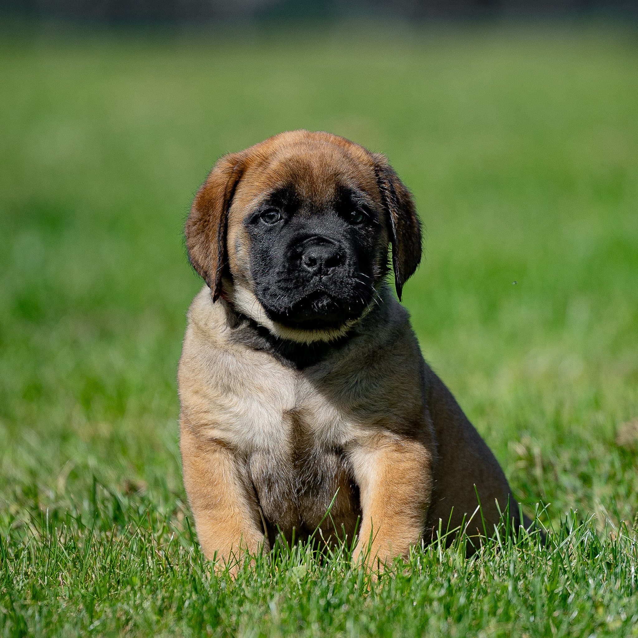 Sage - Image 1 of 6