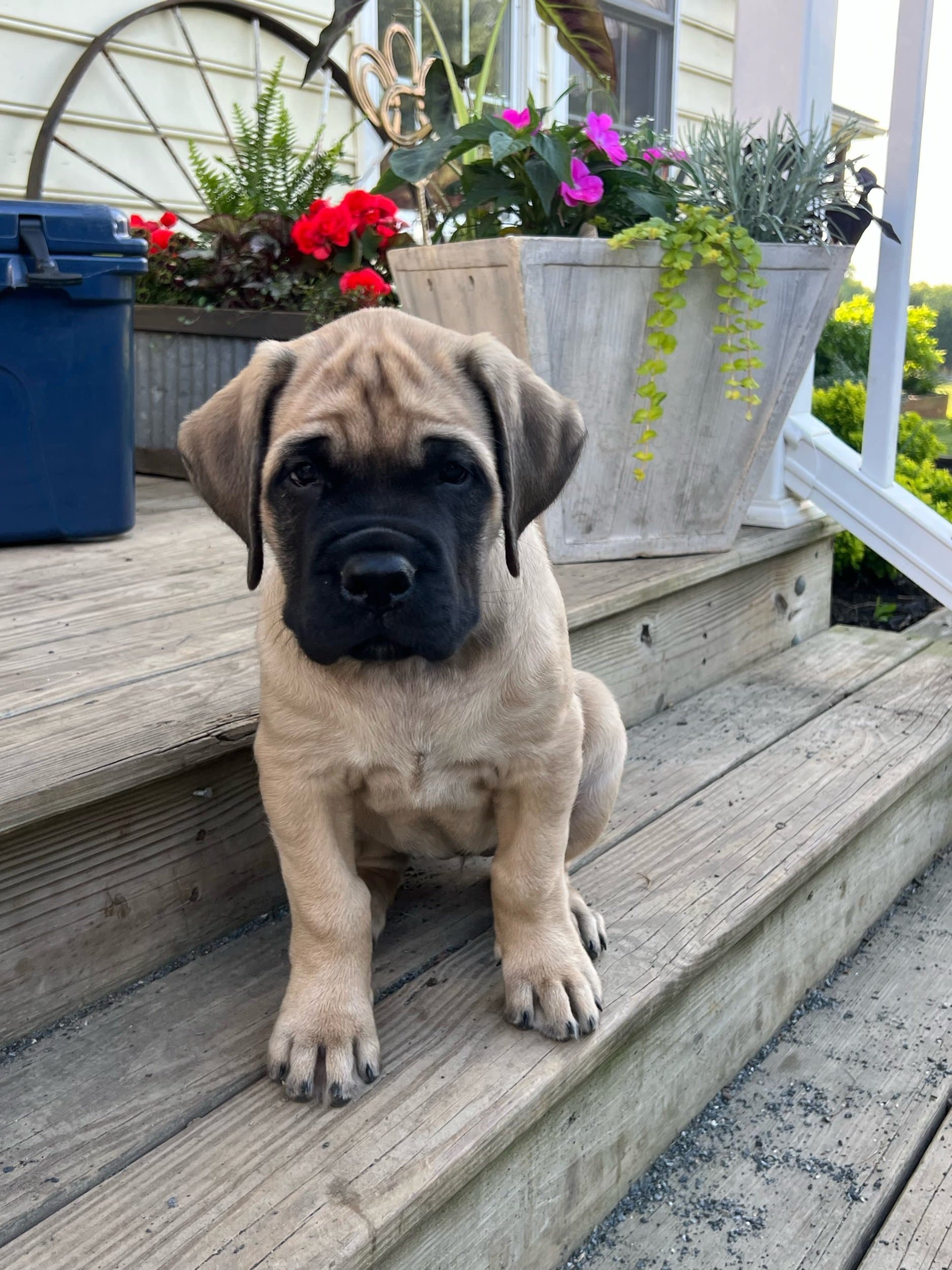 Rosie