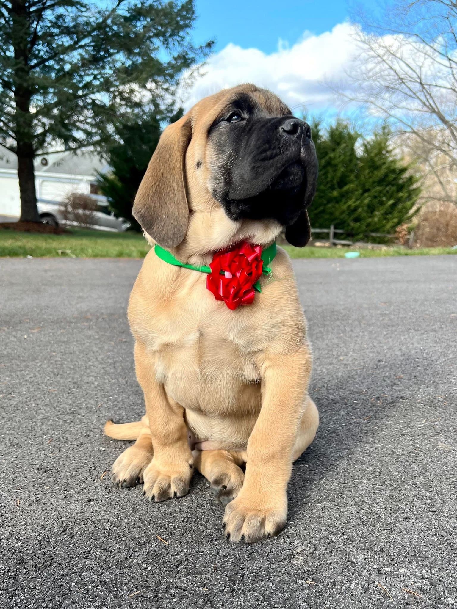 Layla - Image 1 of 2