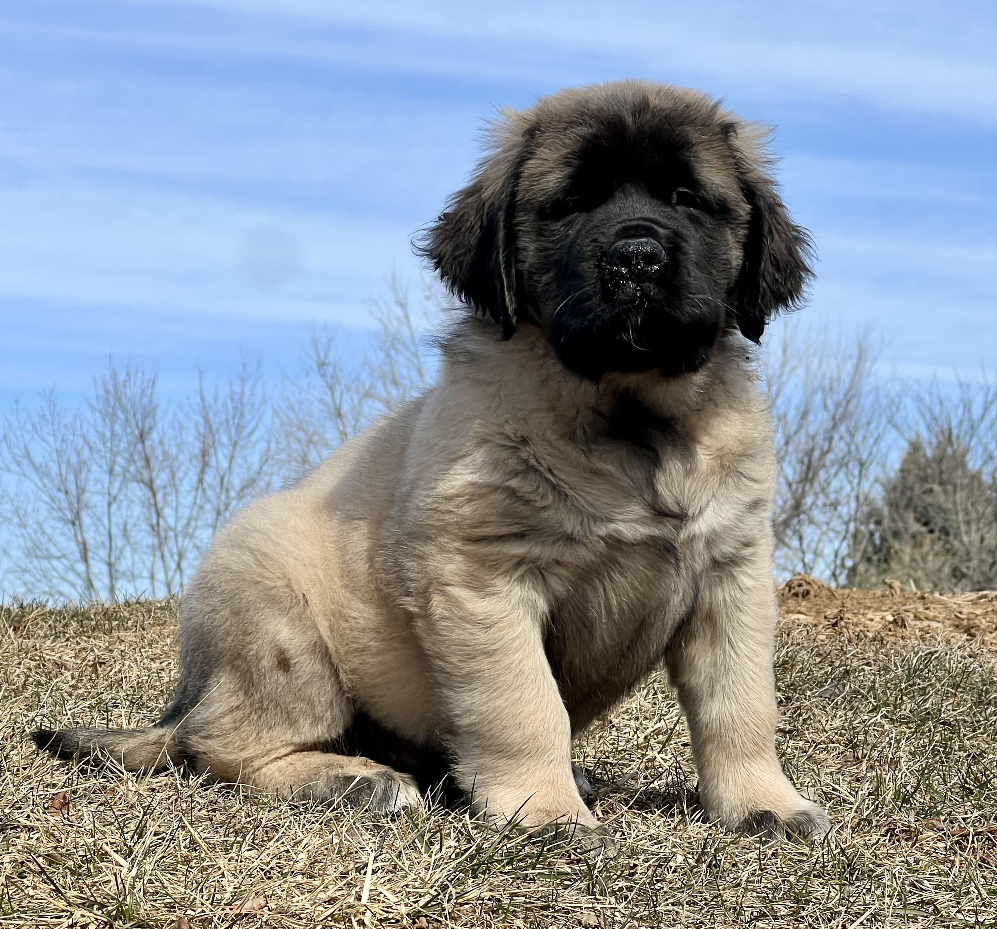 Deer Creek's Braver Than You Believe "Winnie"