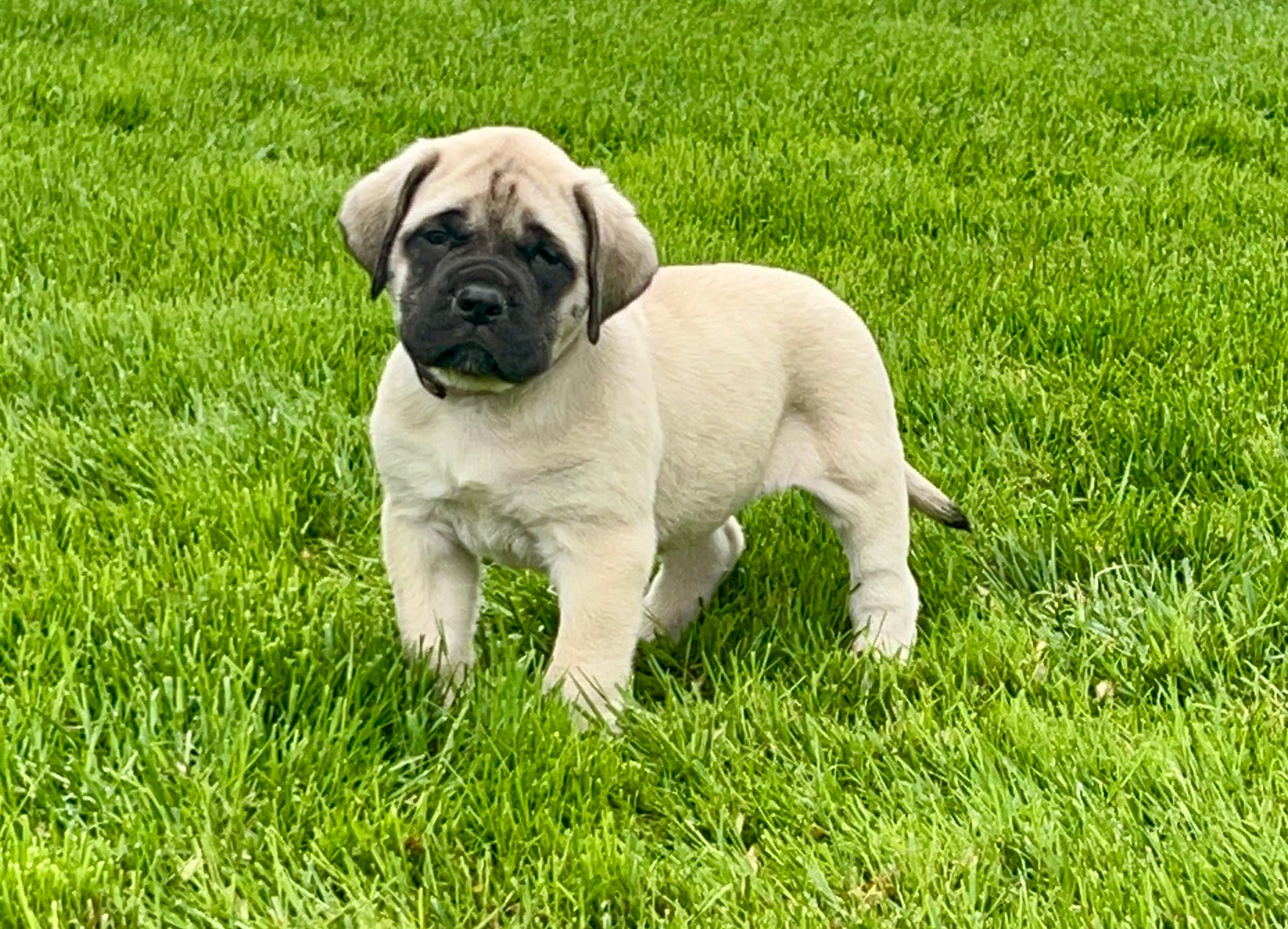 Simon