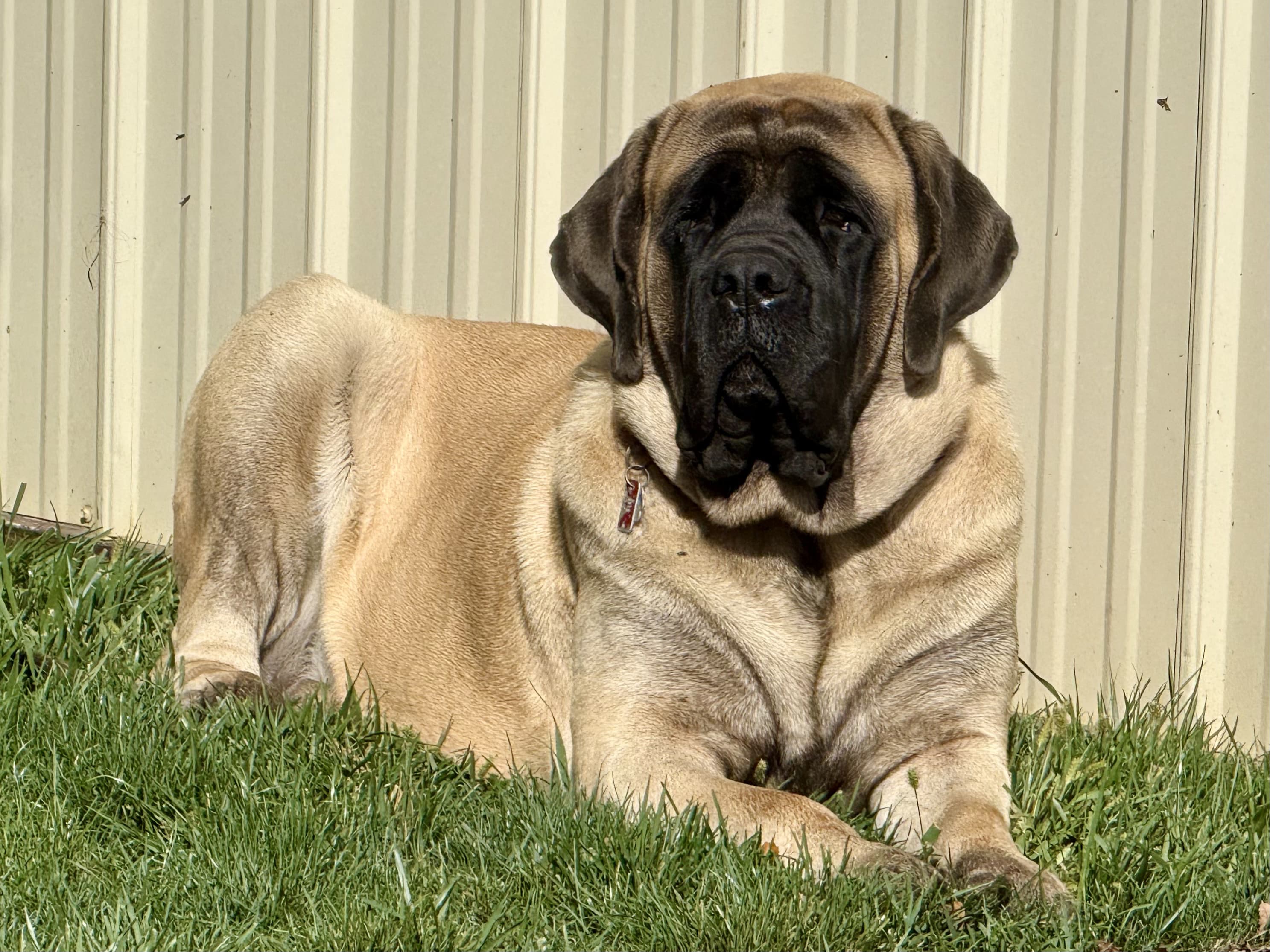 Deer Creek's Casey "Casey" - Image 7 of 7