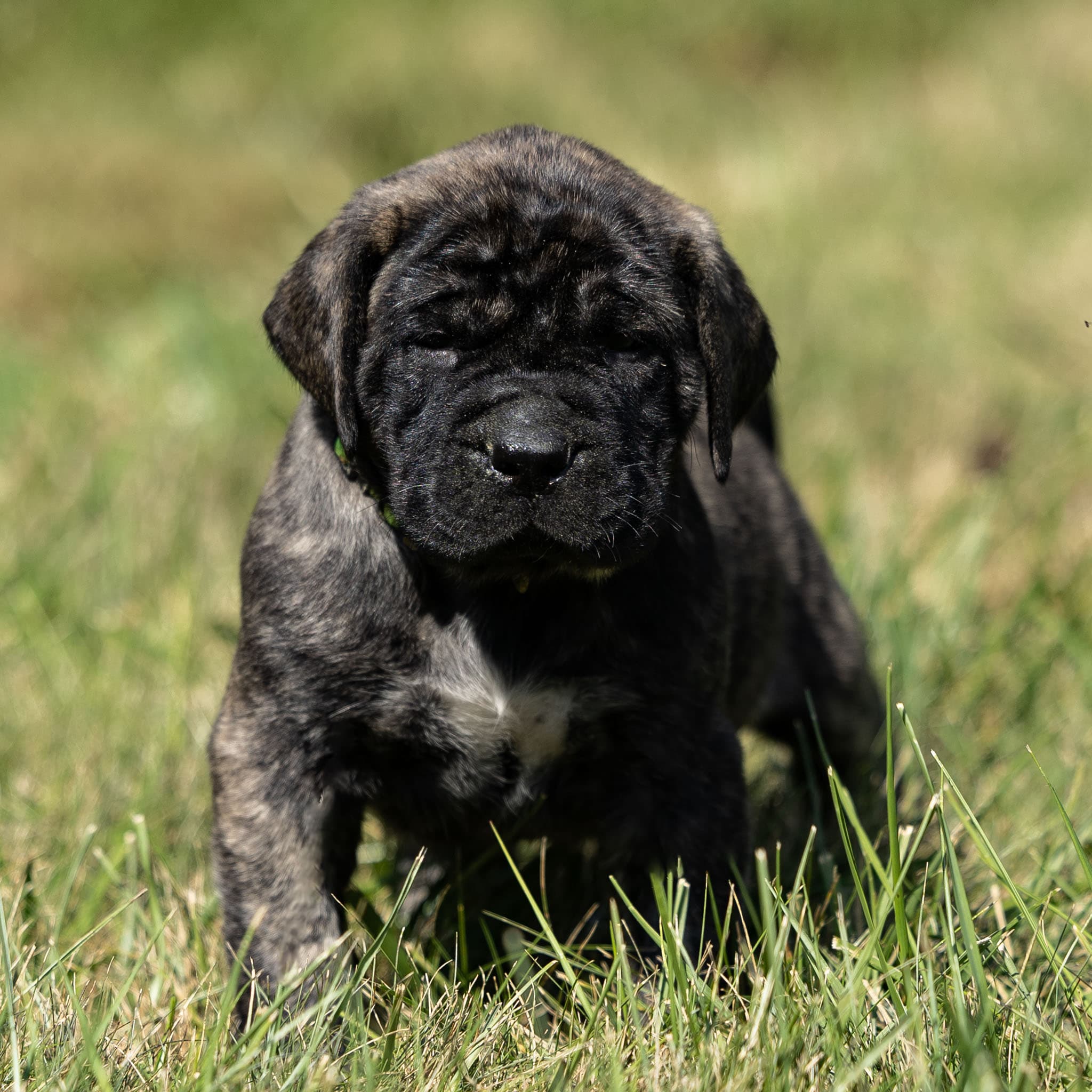 Oreo - Image 2 of 4
