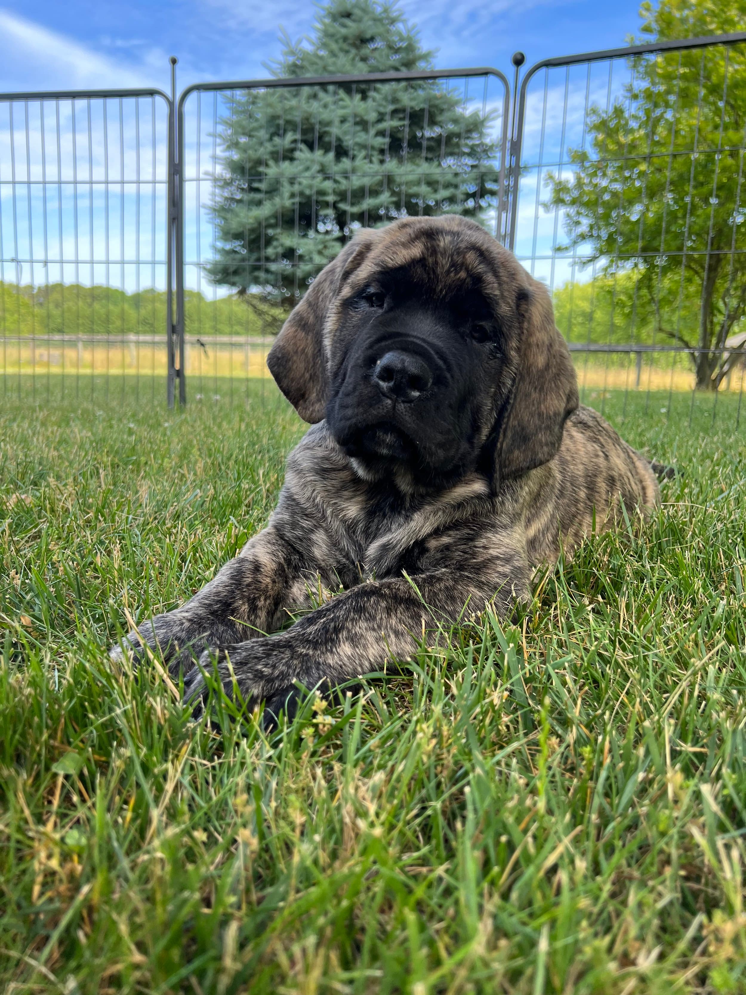 Sarge - Image 6 of 6