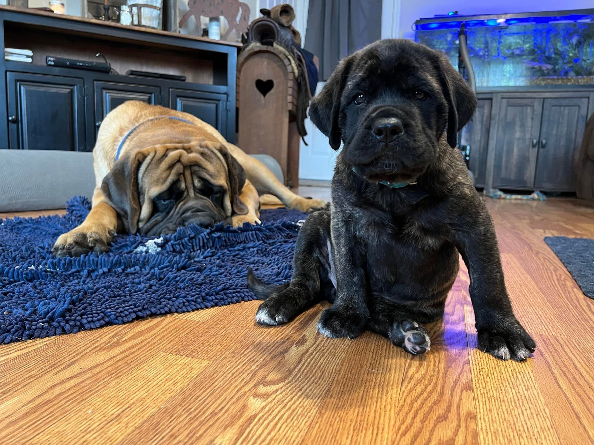 Riley - Image 5 of 5