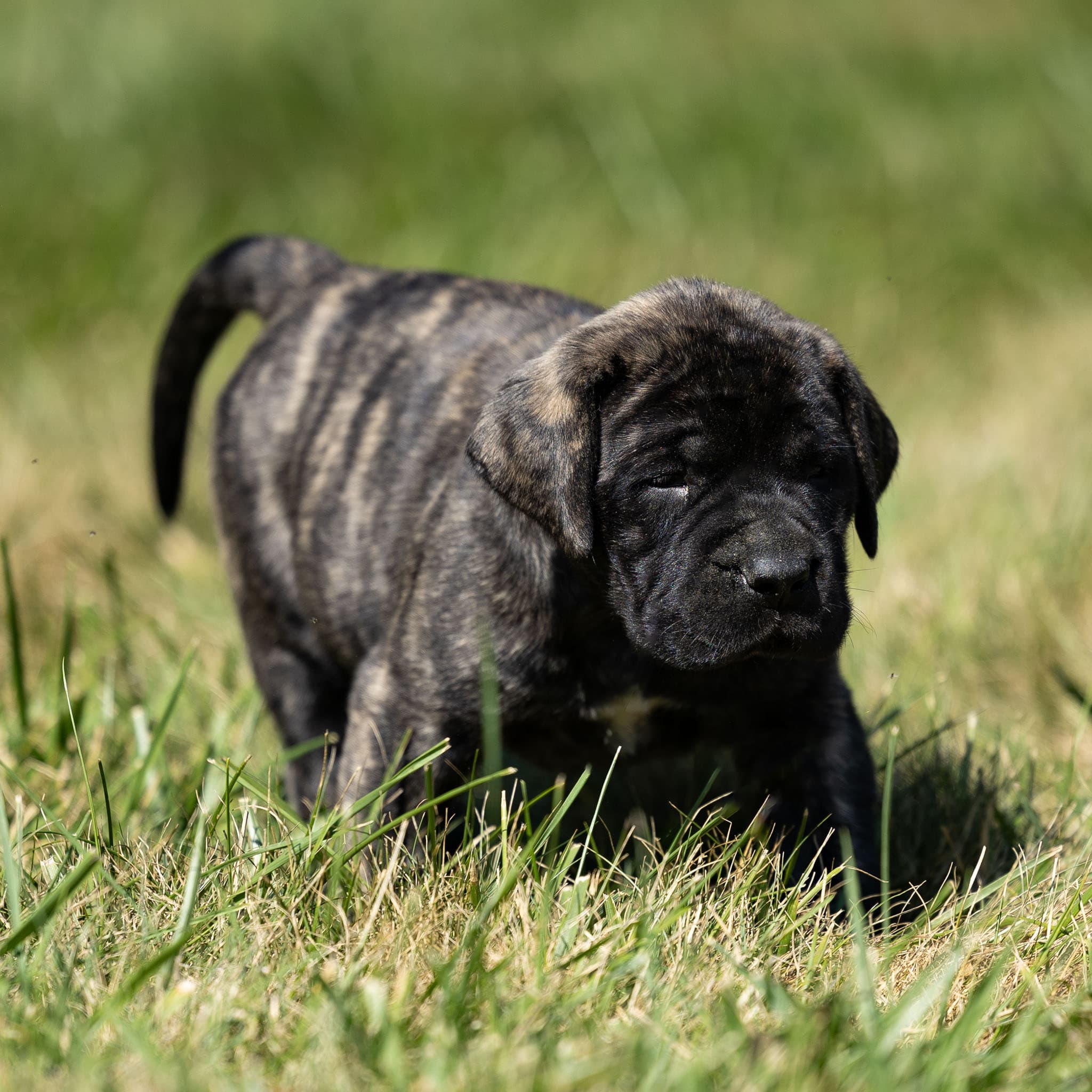 Kimber - Image 1 of 3
