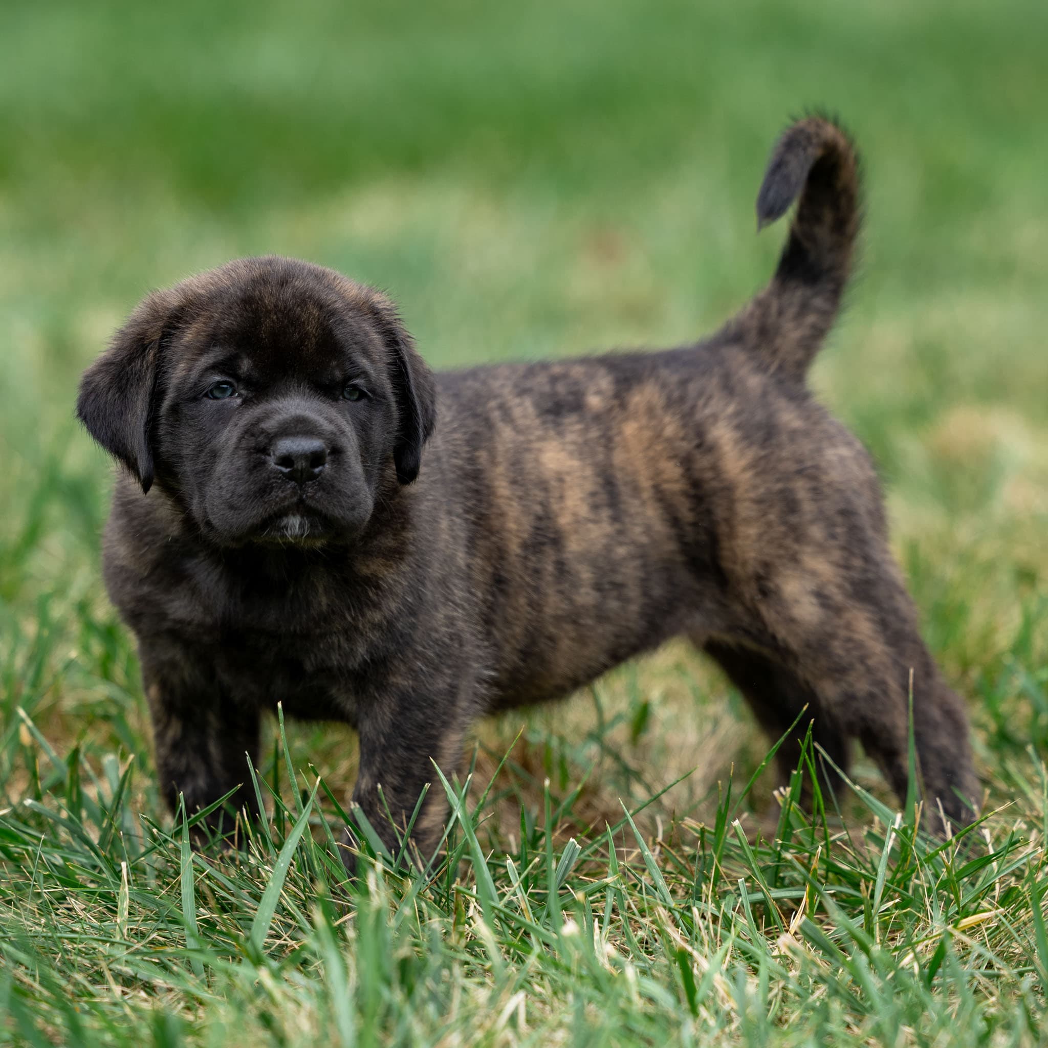 Mocha - Image 1 of 5