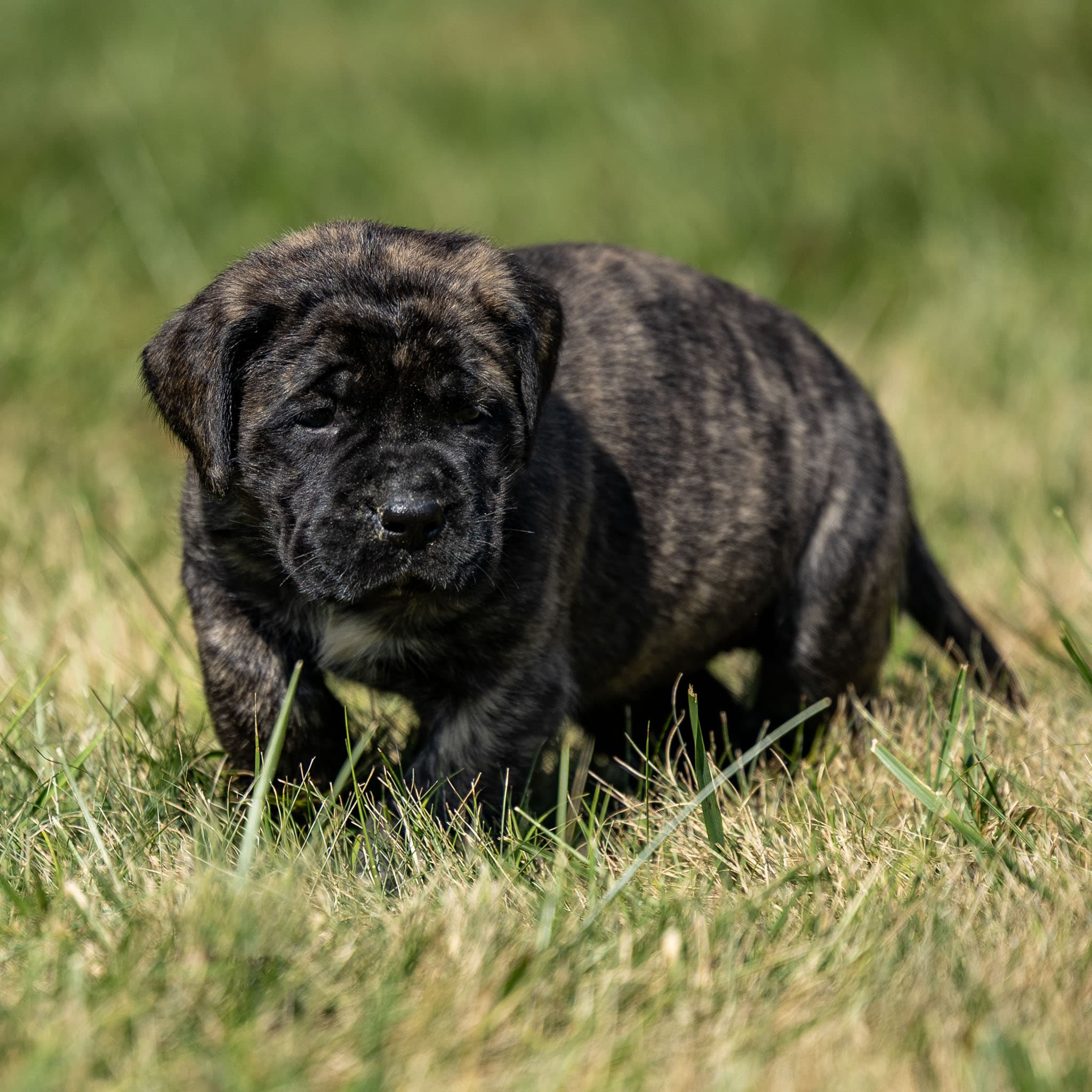 Daisy - Image 2 of 3