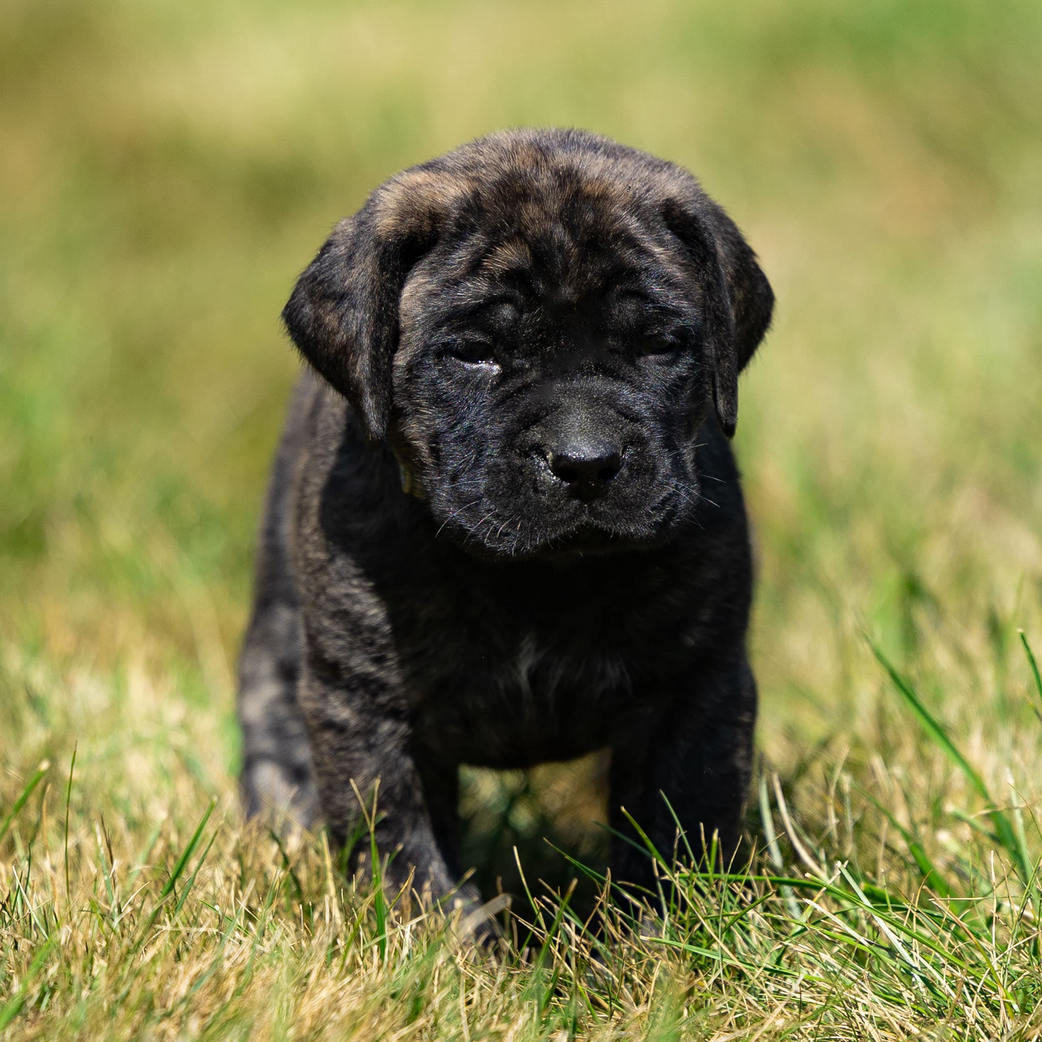 Lola - Image 1 of 10