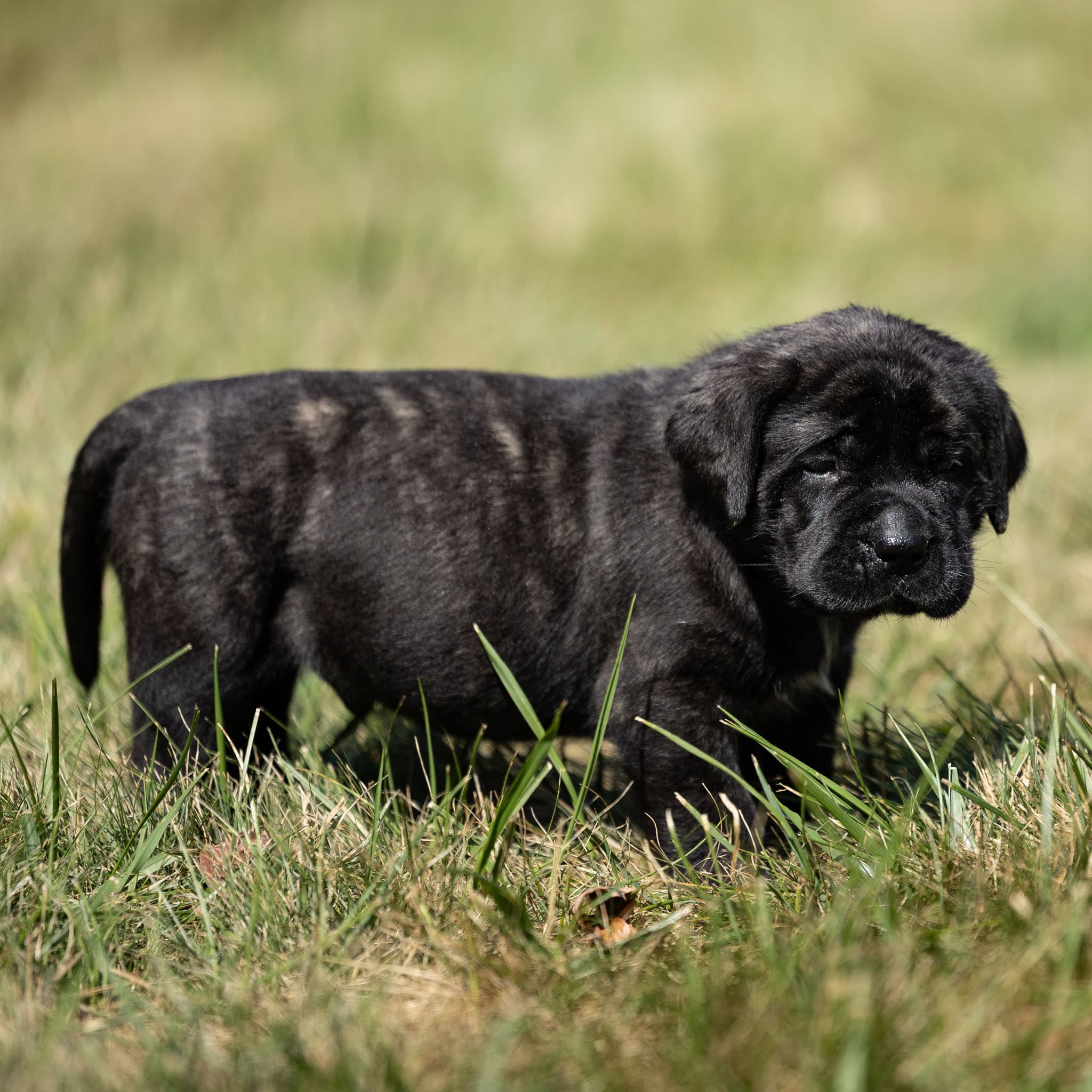 Angus - Image 4 of 4